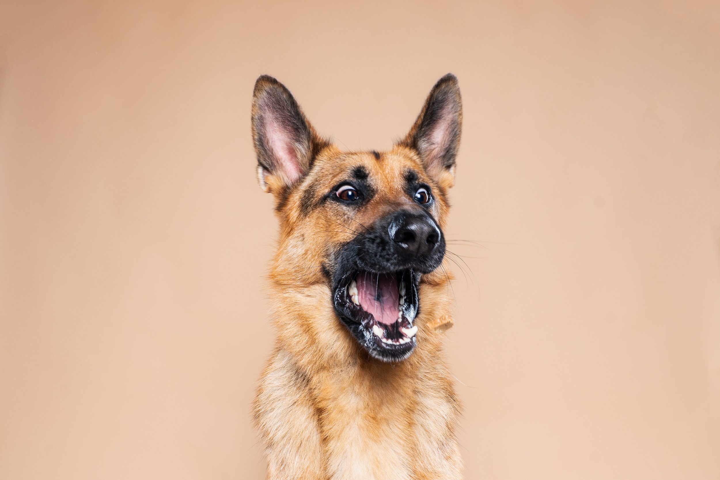 A German Shepherd dog with its mouth open, showing teeth, against a beige background.