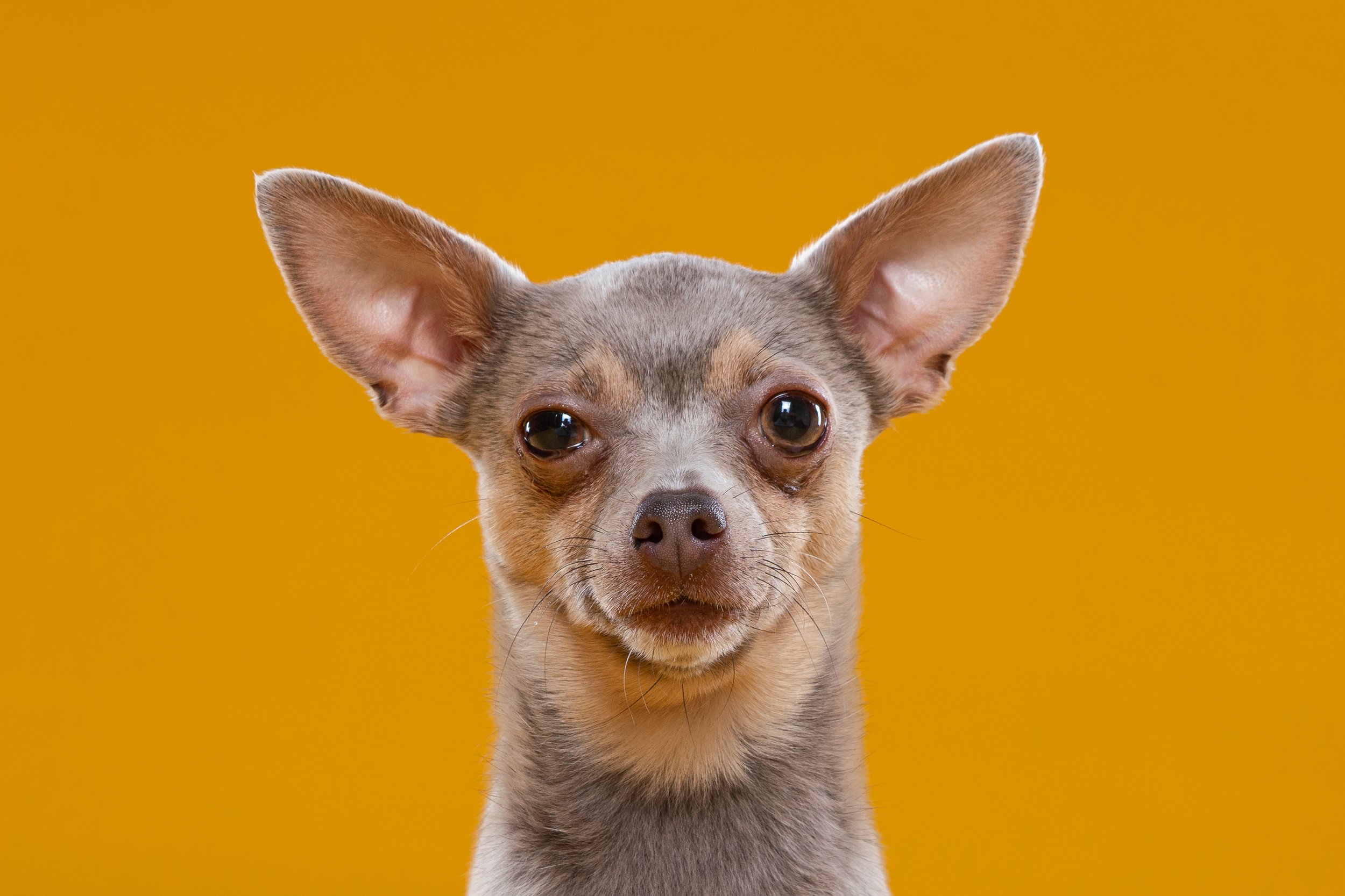 Close-up of a small Chihuahua dog with large ears and expressive eyes against a yellow background.
