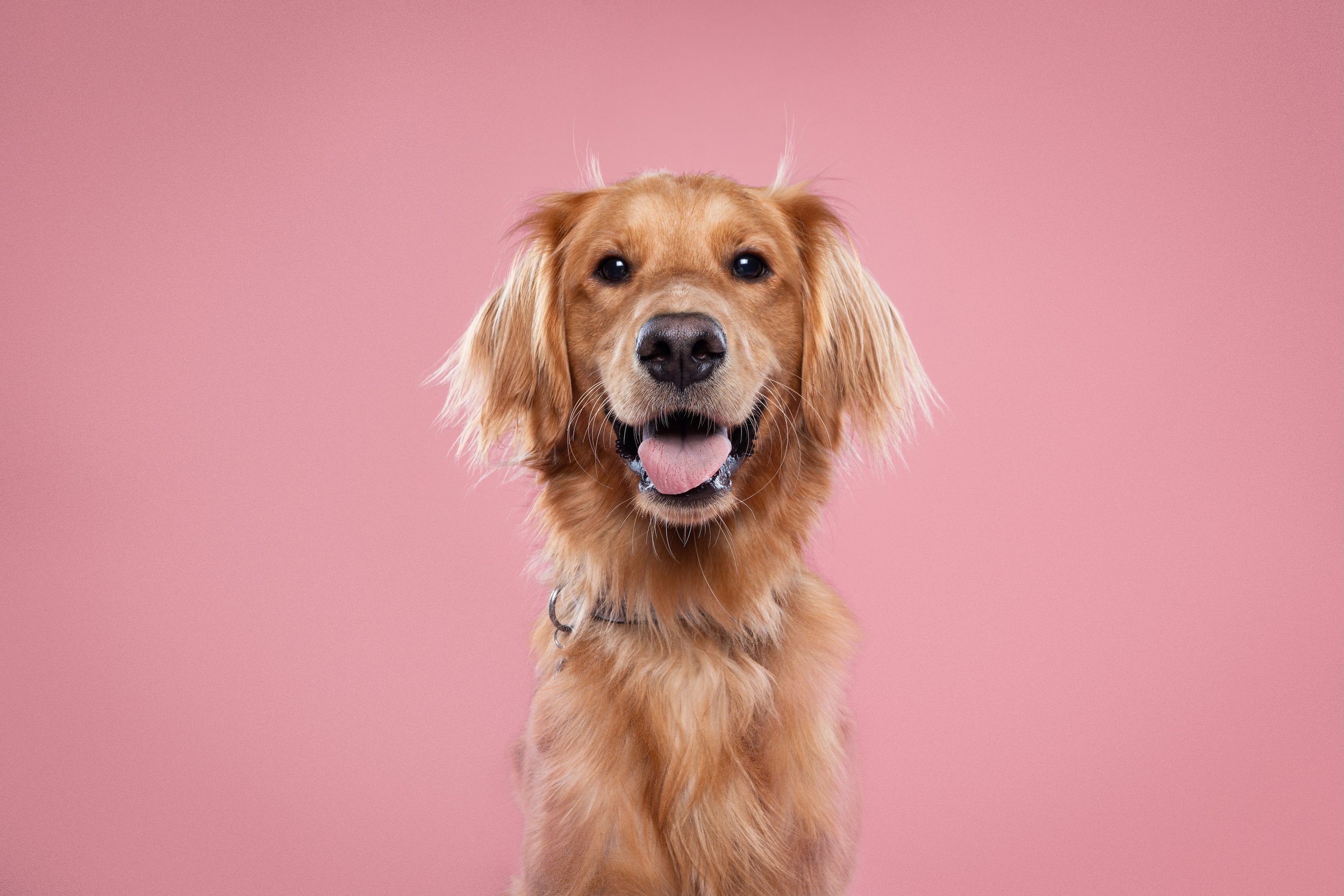Golden retriever dog with floppy ears smiling against a pink background.