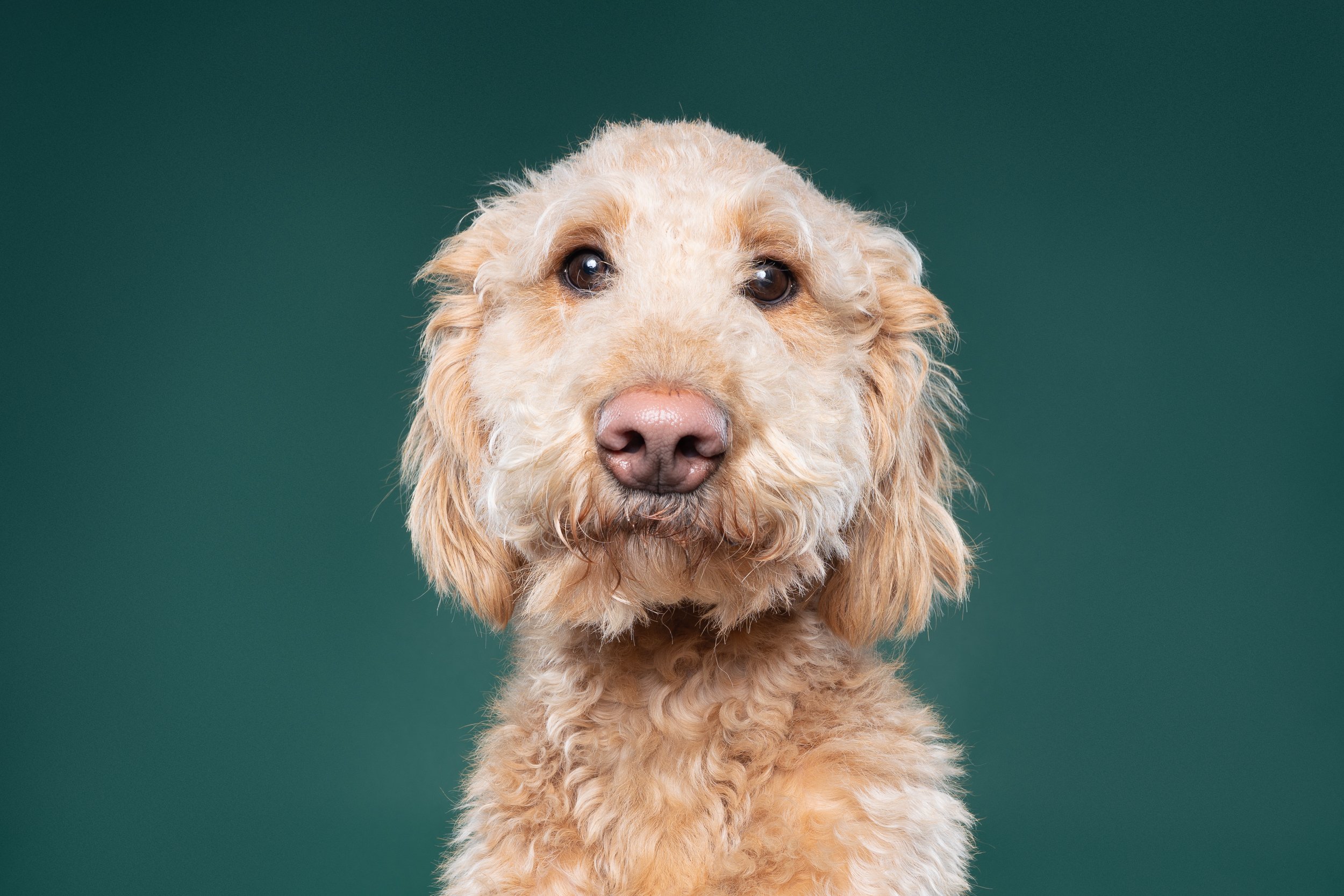 Close-up of a light brown, curly-haired dog with a pink nose and dark eyes against a dark green background.