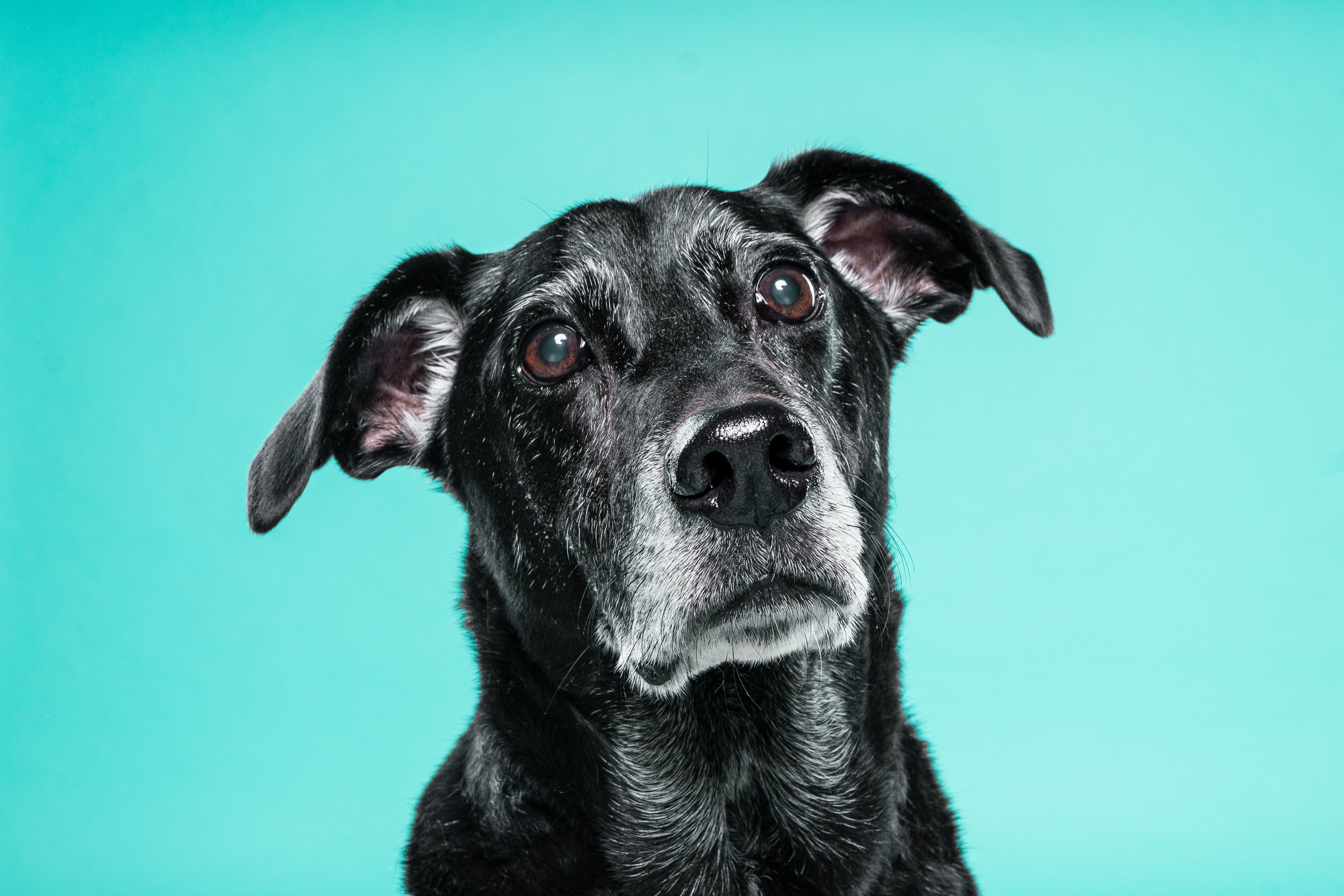 Close-up of a black dog with white speckles on its face, looking at the camera against a light blue background.