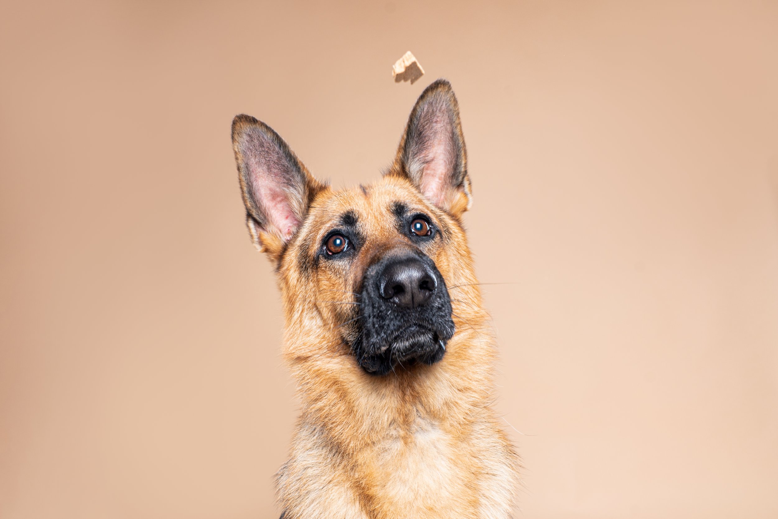 German Shepherd dog with alert expression and large erect ears against a beige background.