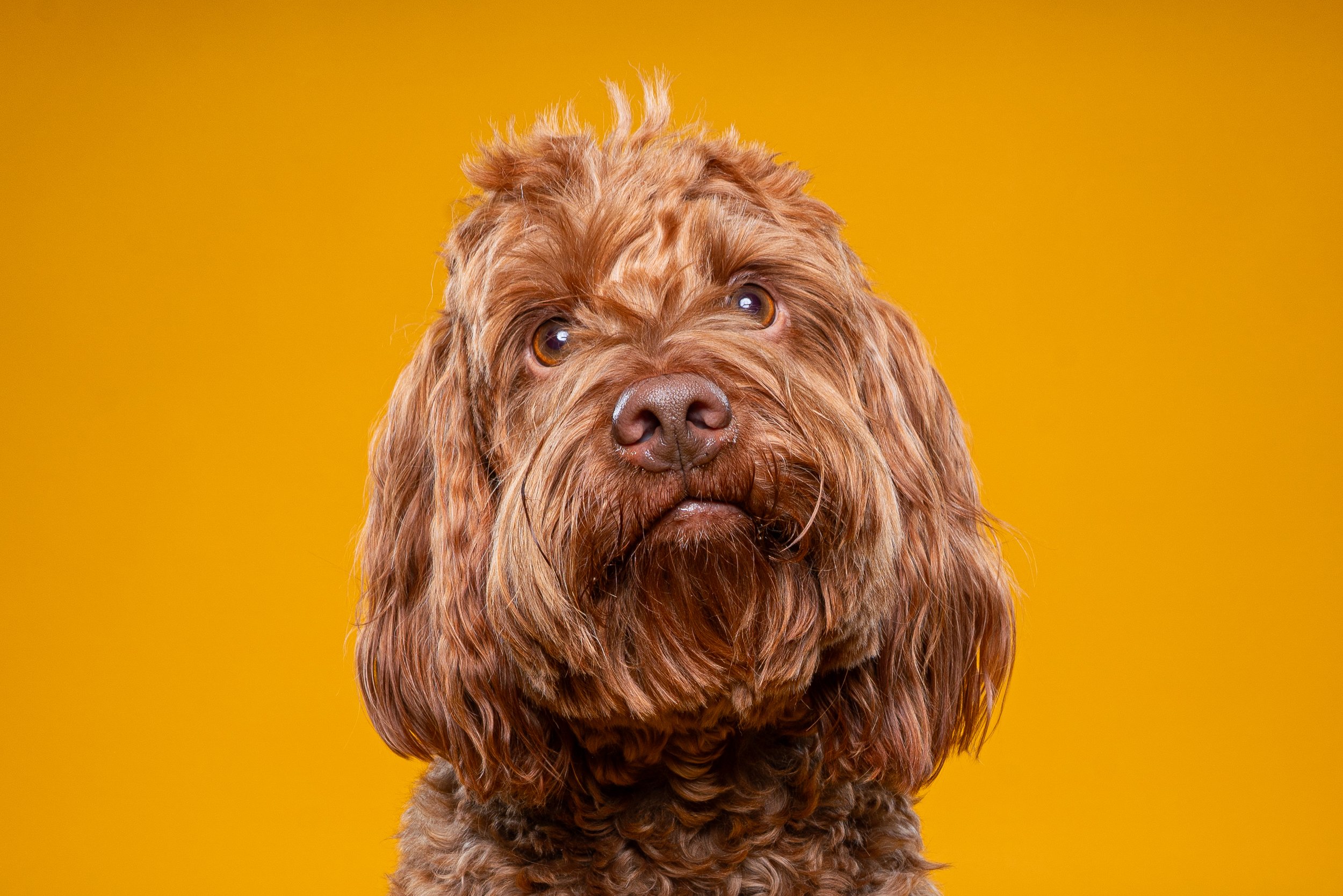 Close-up of a brown, curly-haired dog with a contemplative expression on a solid orange background.