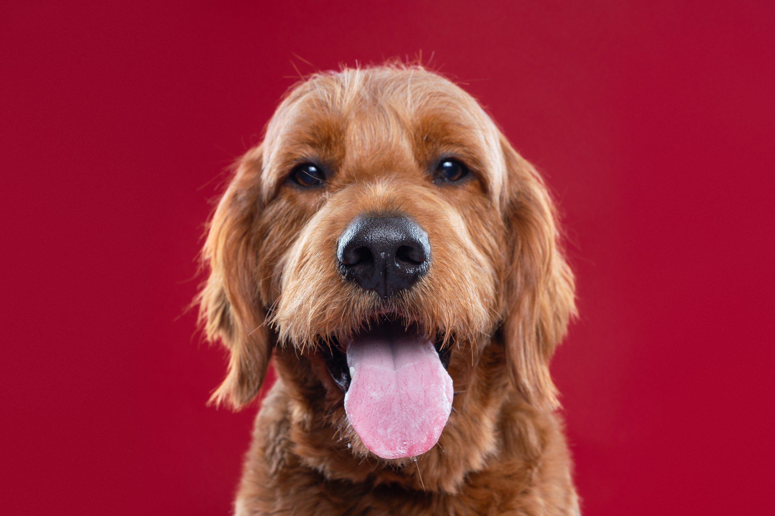 Close-up of a happy golden retriever dog with its tongue out, against a red background.