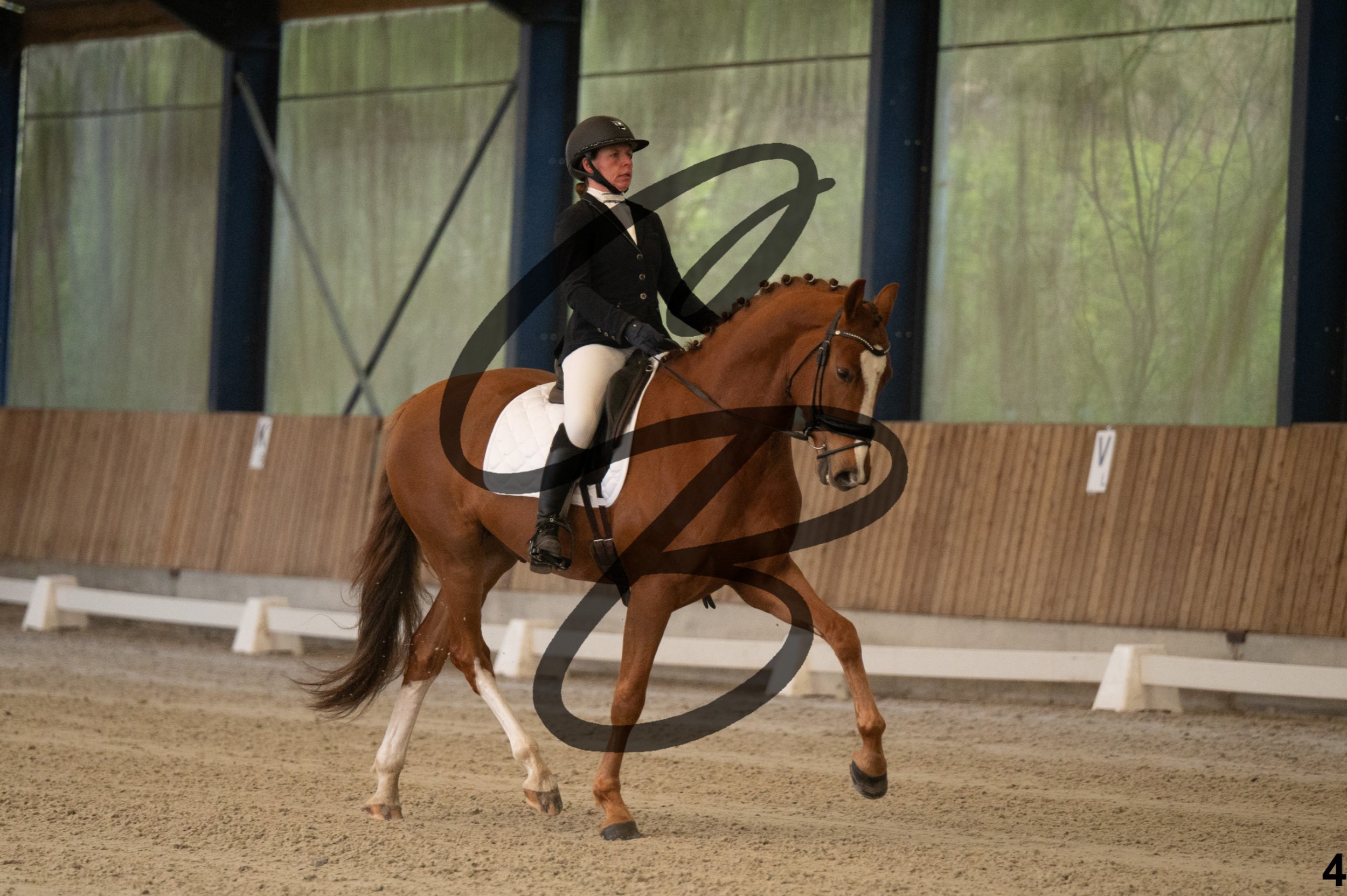 2026.03.22 - jeunes chevaux - 5ans-4.jpg