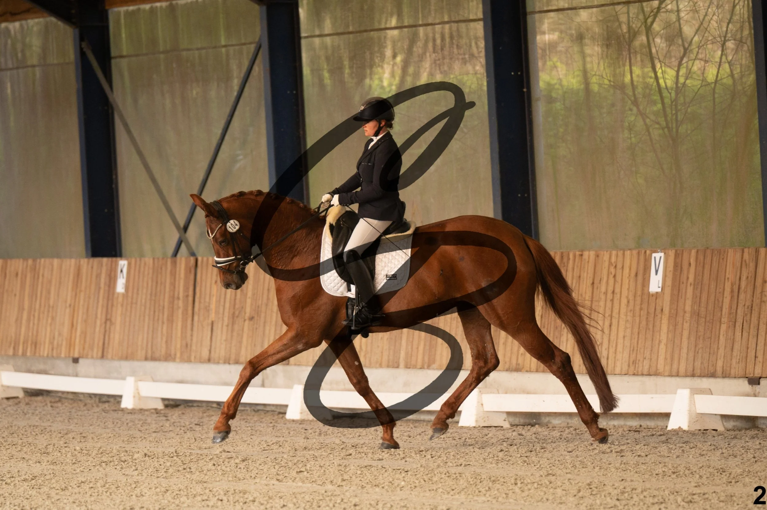 2026.03.22 - jeunes chevaux - 6ans-2.jpg