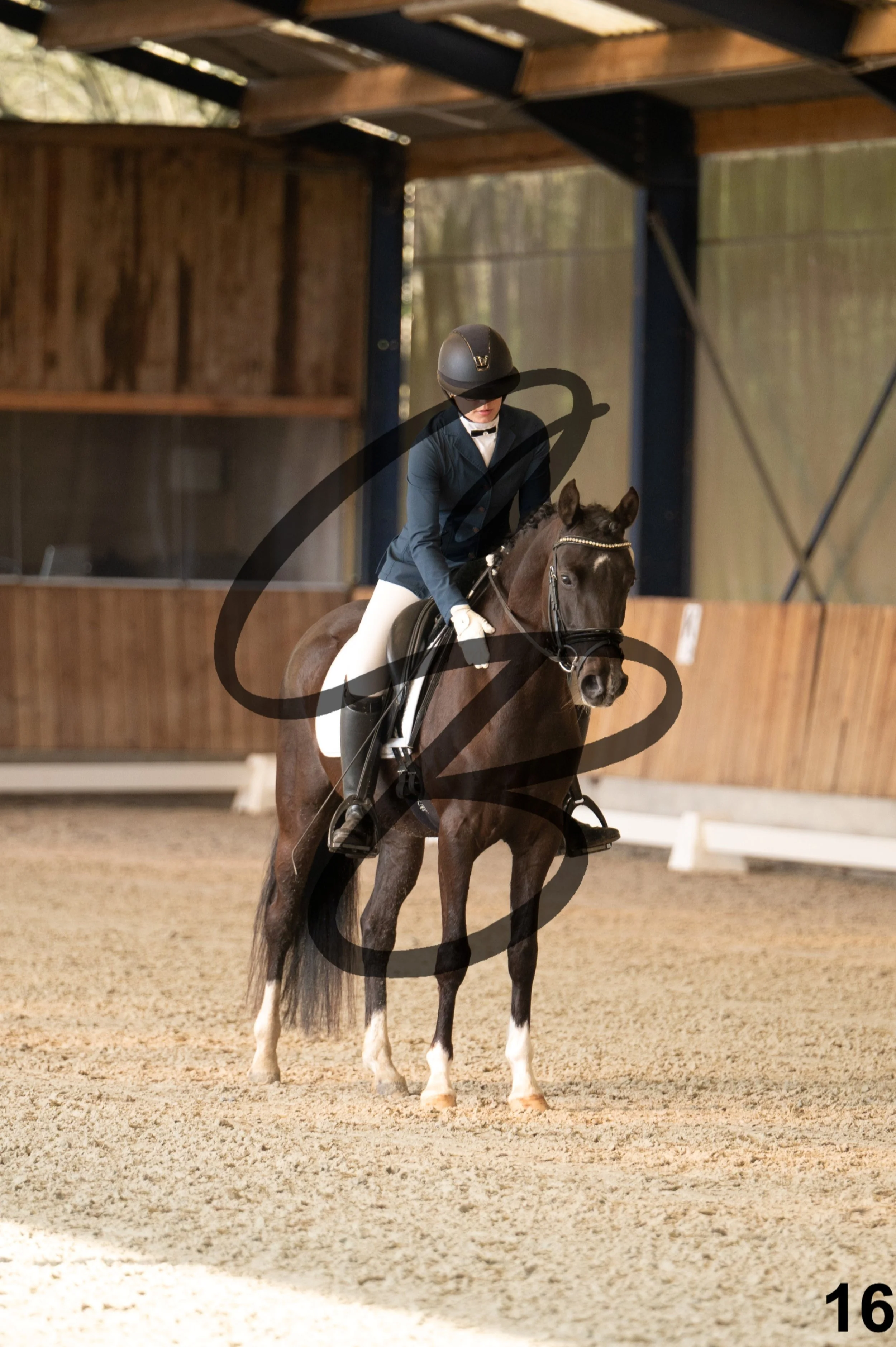 2026.03.22 - jeunes chevaux - 5ans - poneys-16.jpg