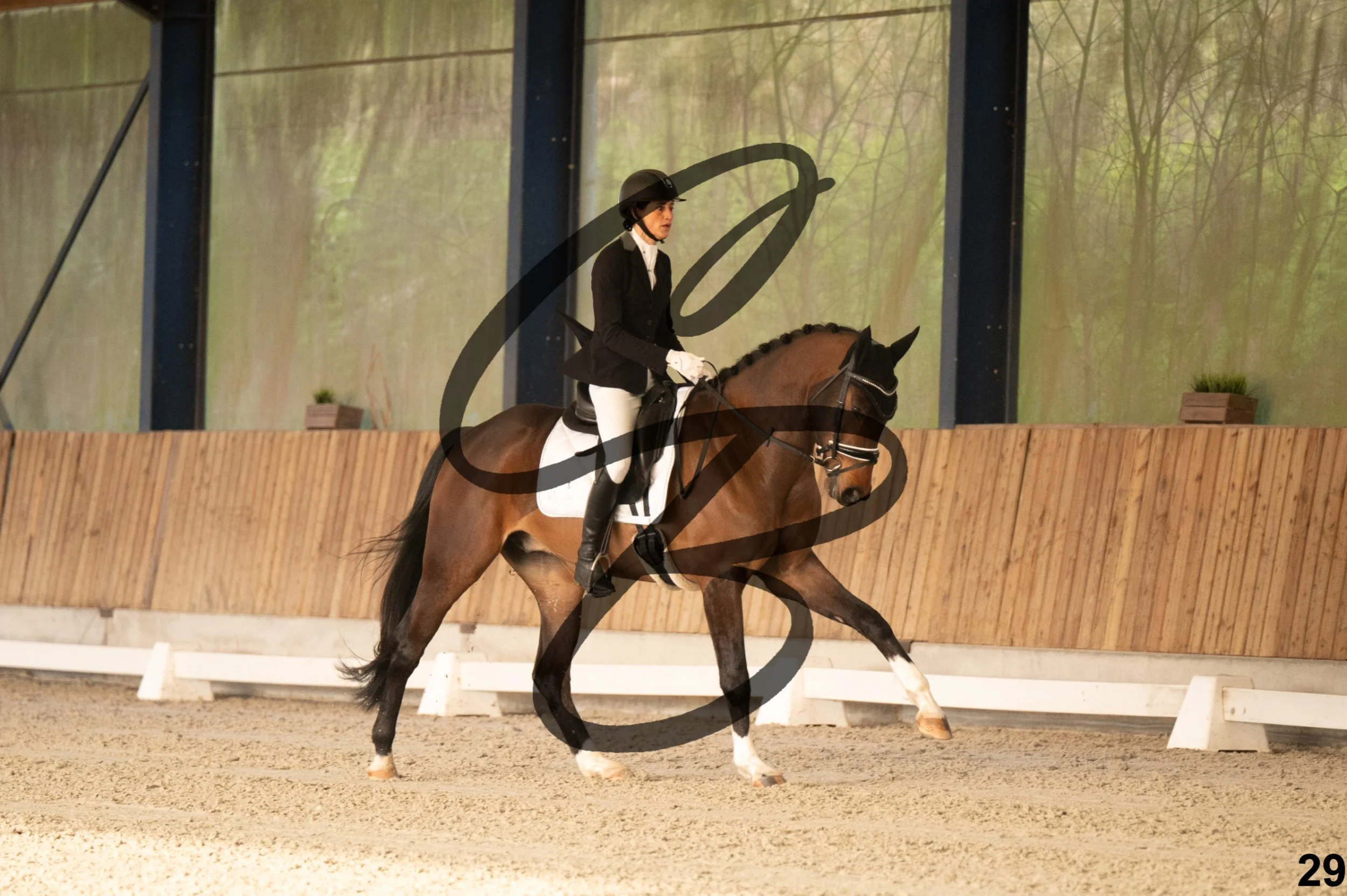 2026.03.22 - jeunes chevaux - 5ans-29.jpg