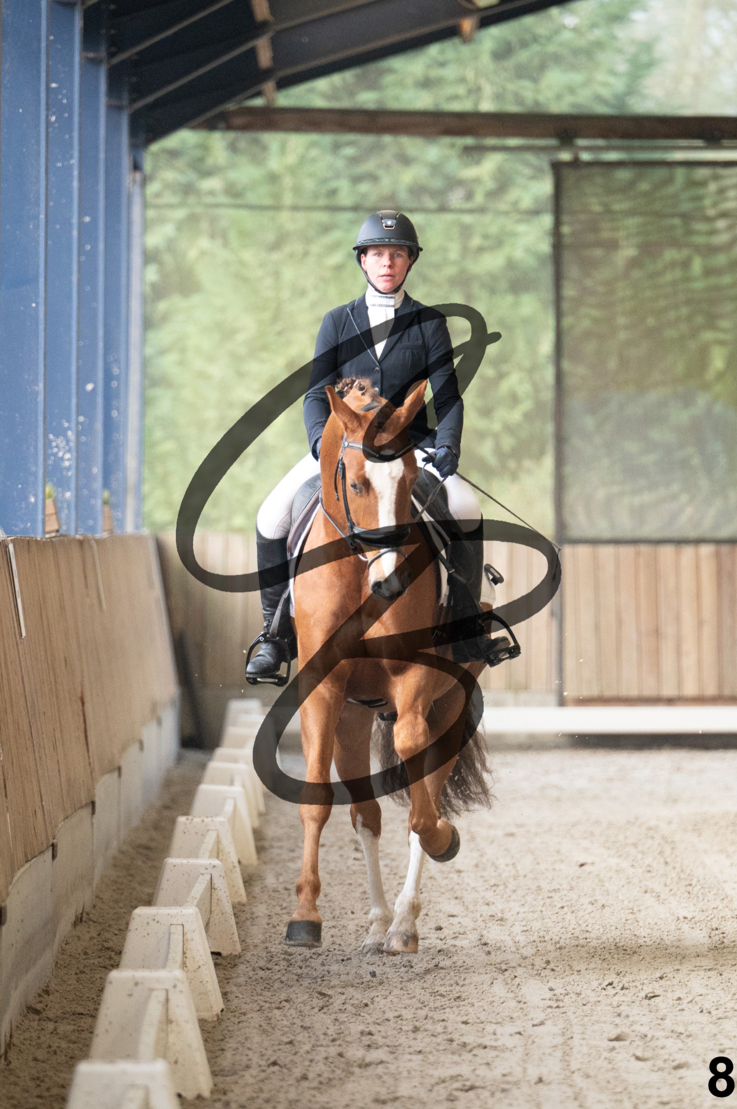 2026.03.22 - jeunes chevaux - 5ans-8.jpg