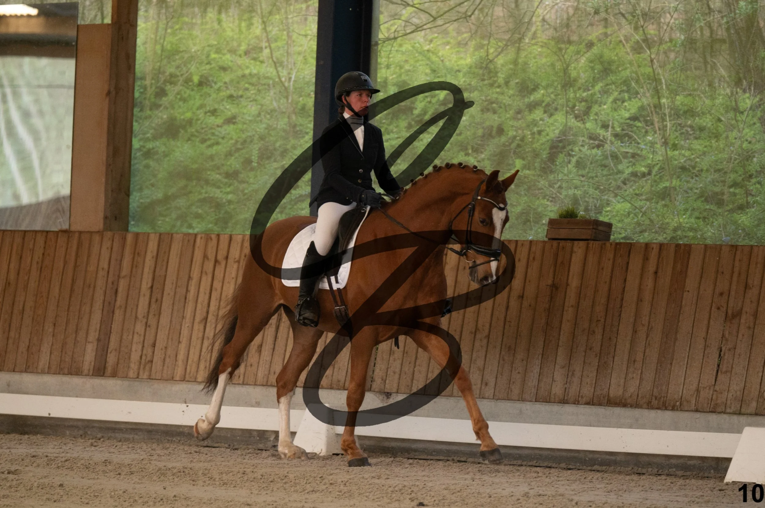 2026.03.22 - jeunes chevaux - 5ans-10.jpg