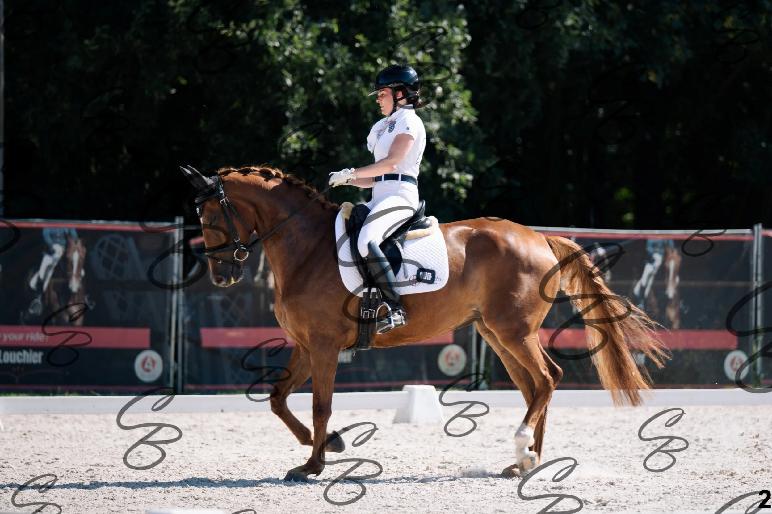 2026.07.12 - Jeunes chevaux - FEI 5YH Preliminary Test-2.jpg
