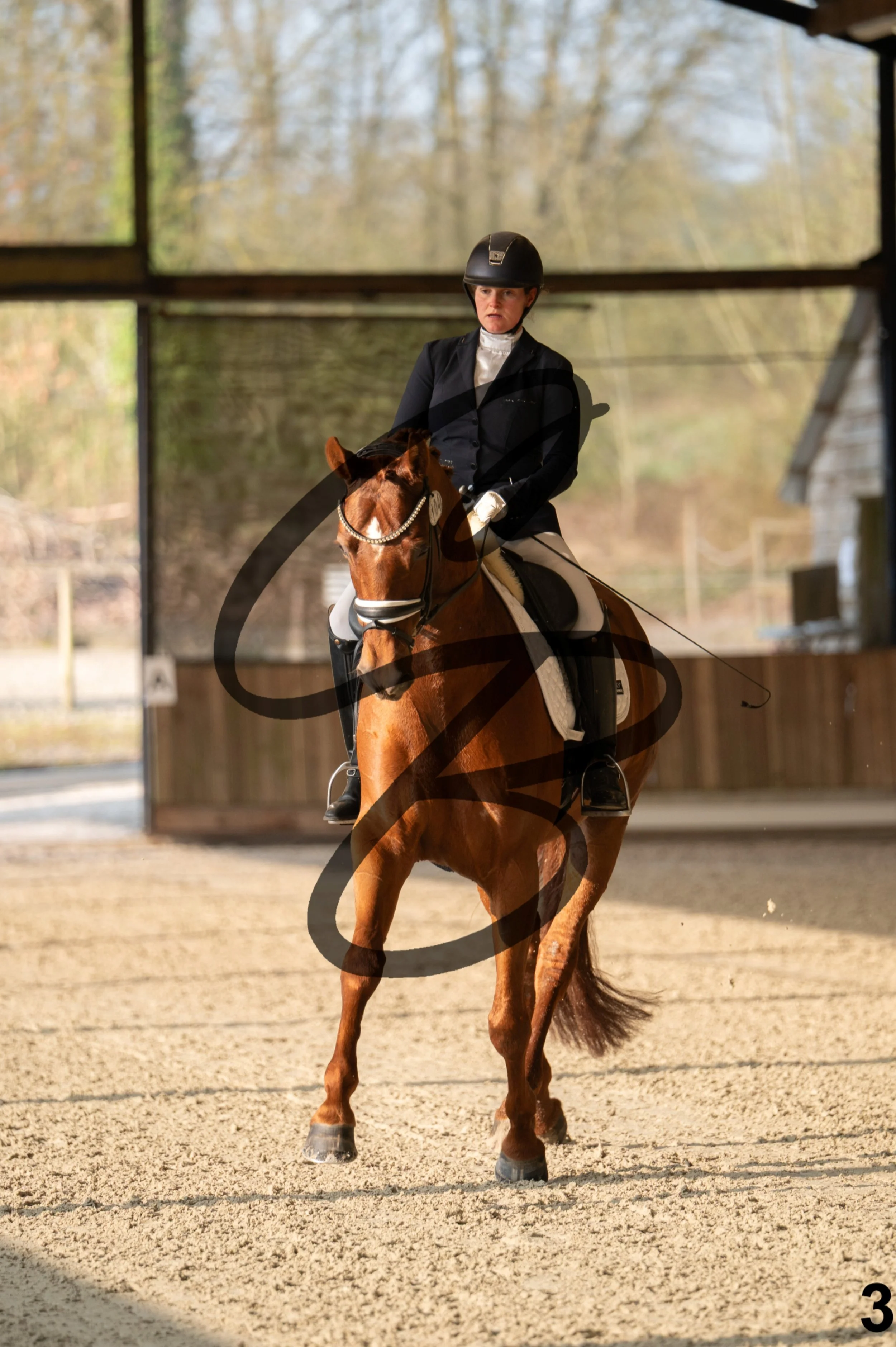 2026.03.22 - jeunes chevaux - 6ans-3.jpg