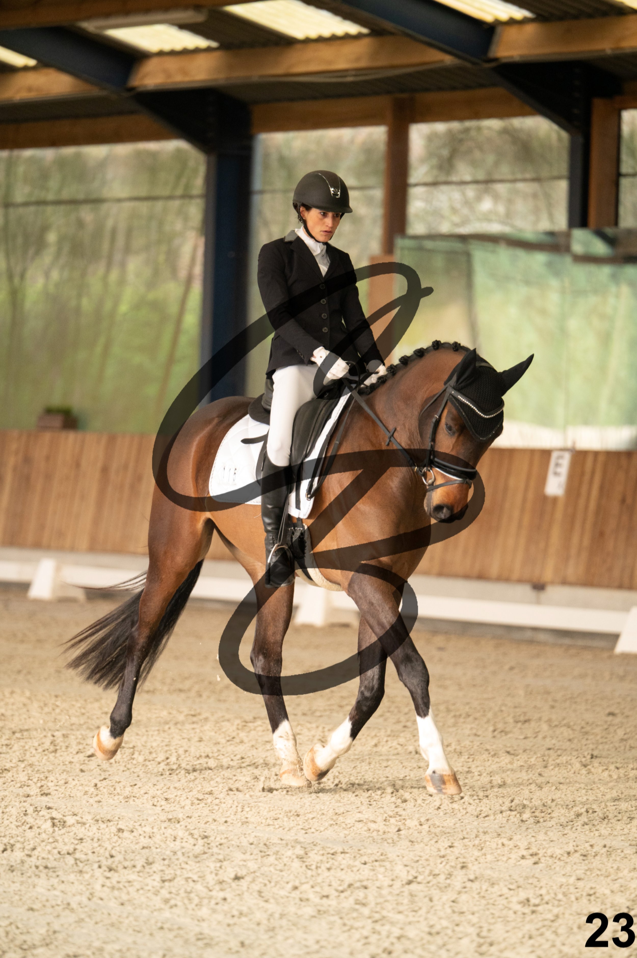 2026.03.22 - jeunes chevaux - 5ans-23.jpg