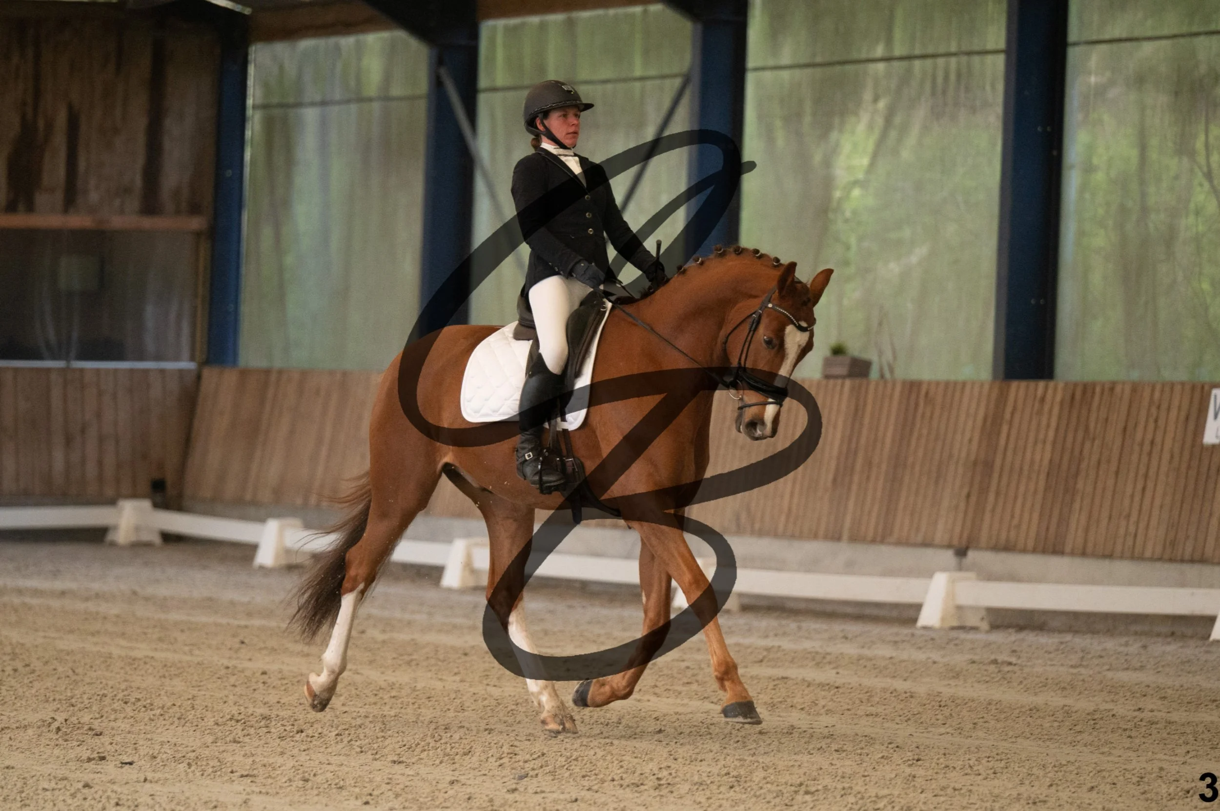 2026.03.22 - jeunes chevaux - 5ans-3.jpg