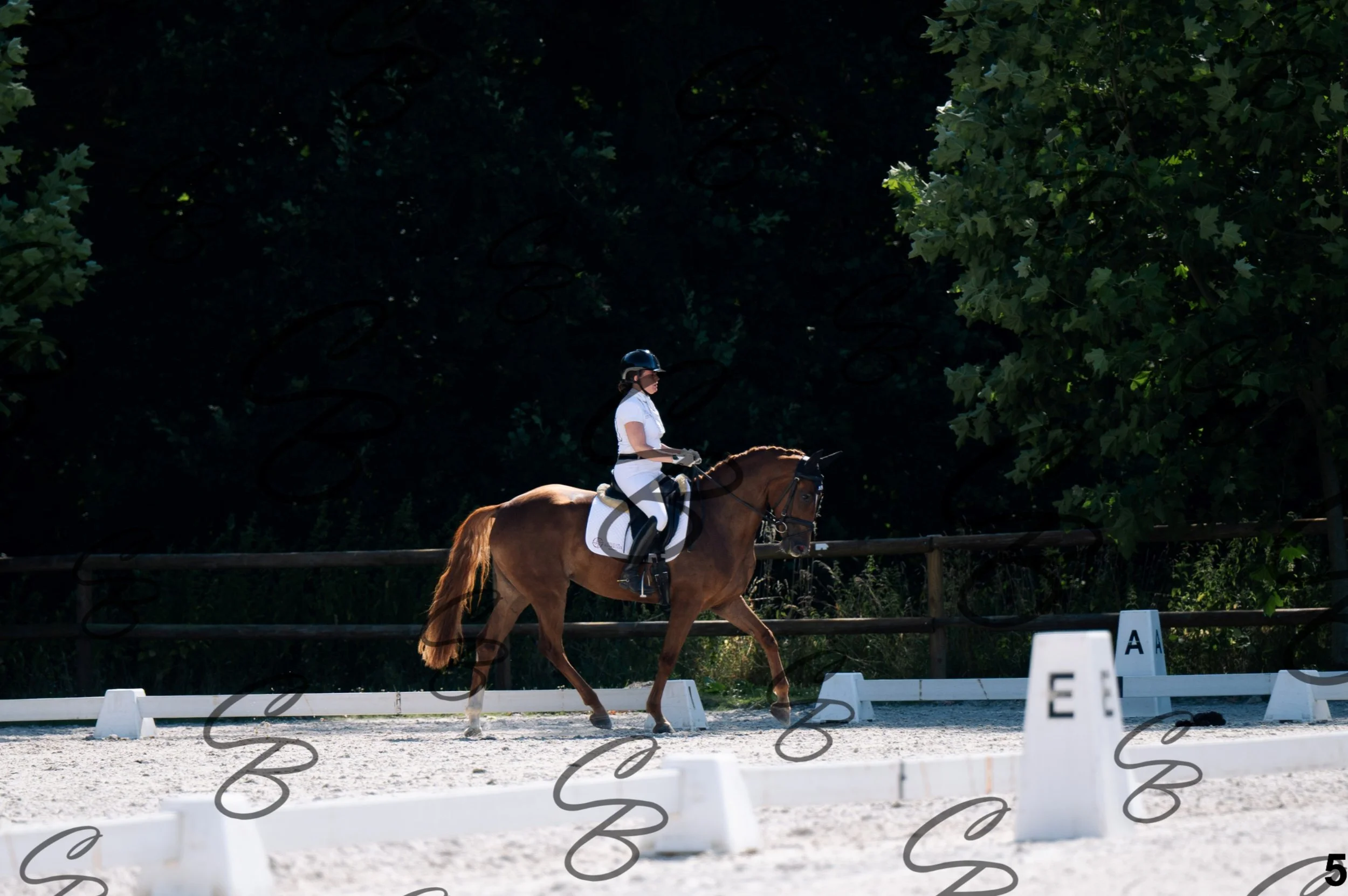 2026.07.12 - Jeunes chevaux - FEI 5YH Preliminary Test-5.jpg