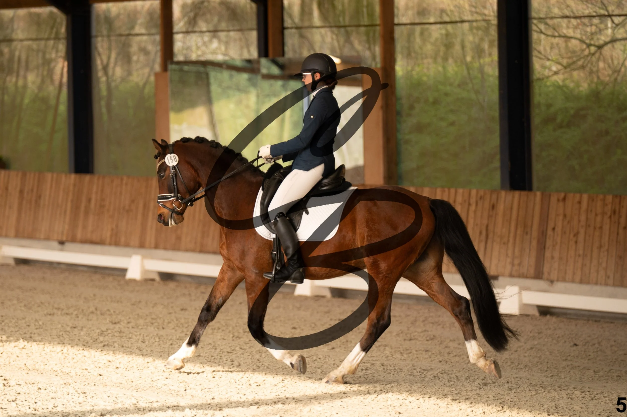 2026.03.22 - jeunes chevaux - poneys - 5ans-5.jpg