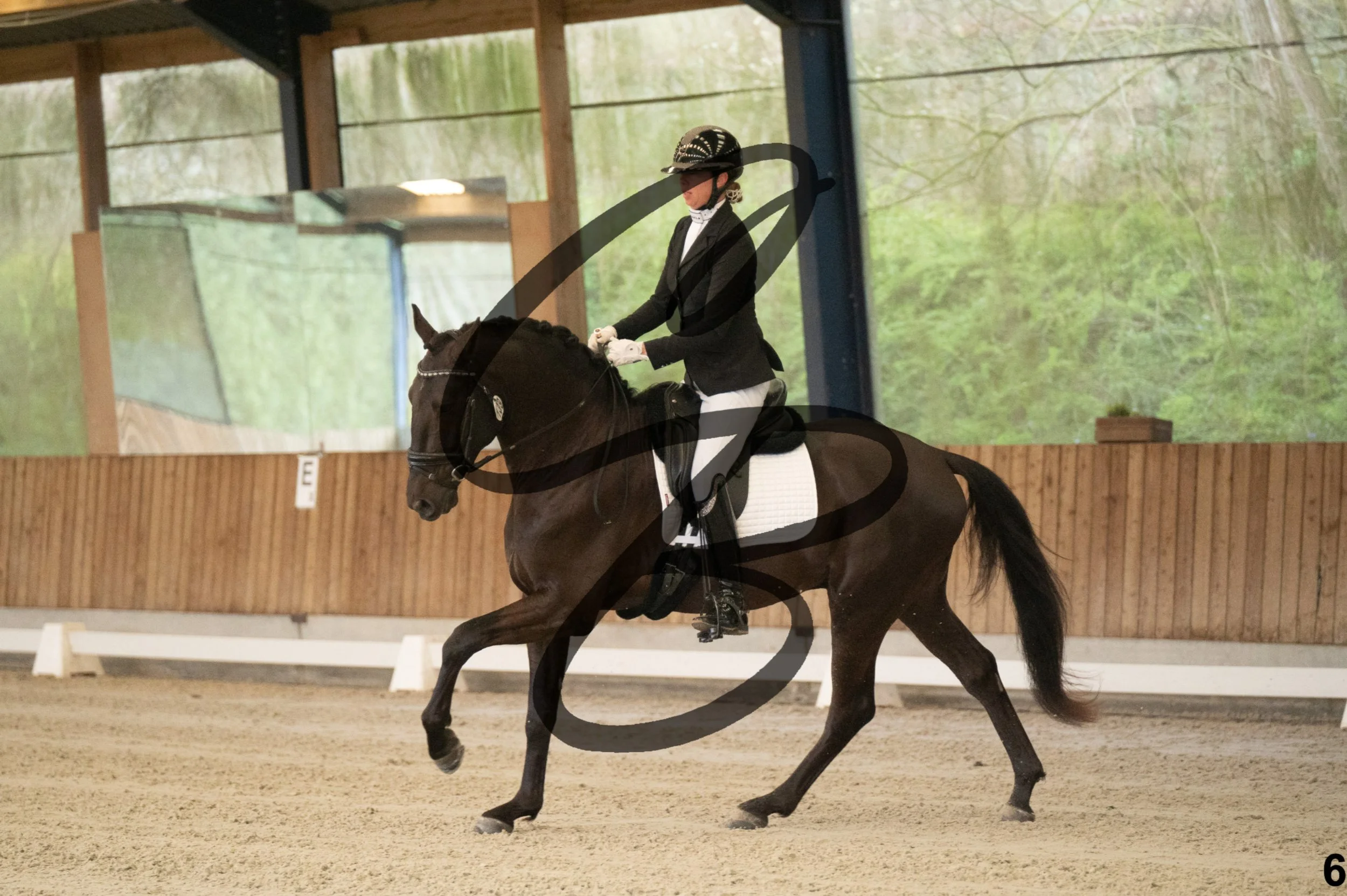 2026.03.22 - jeunes chevaux - 4 ans-6.jpg