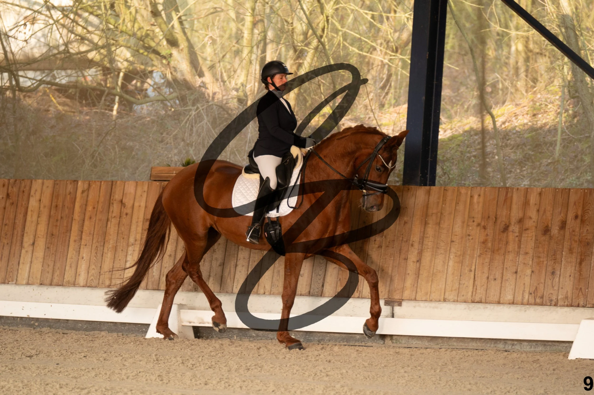 2026.03.22 - jeunes chevaux - 6ans-9.jpg