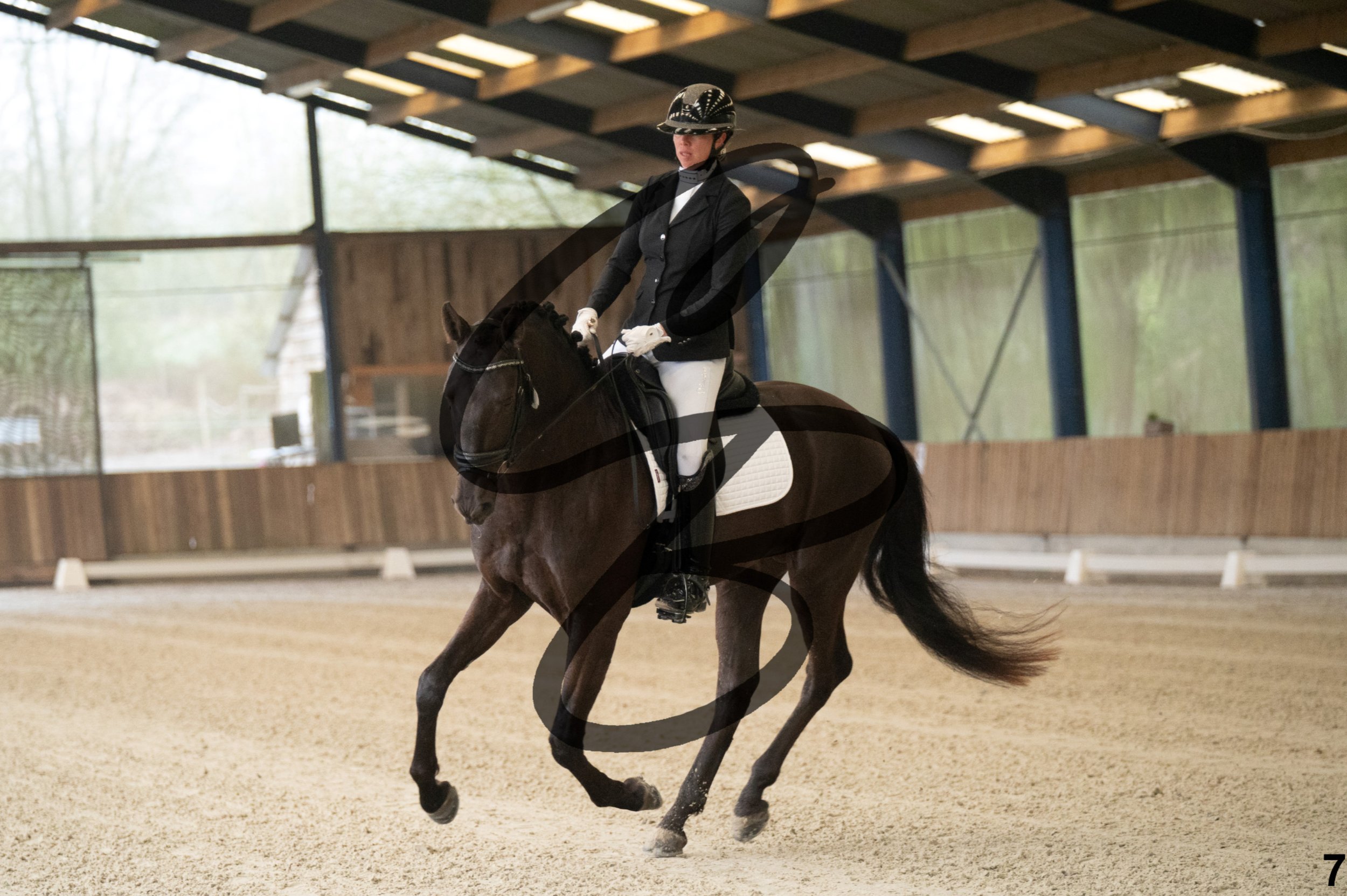 2026.03.22 - jeunes chevaux - 4 ans-7.jpg