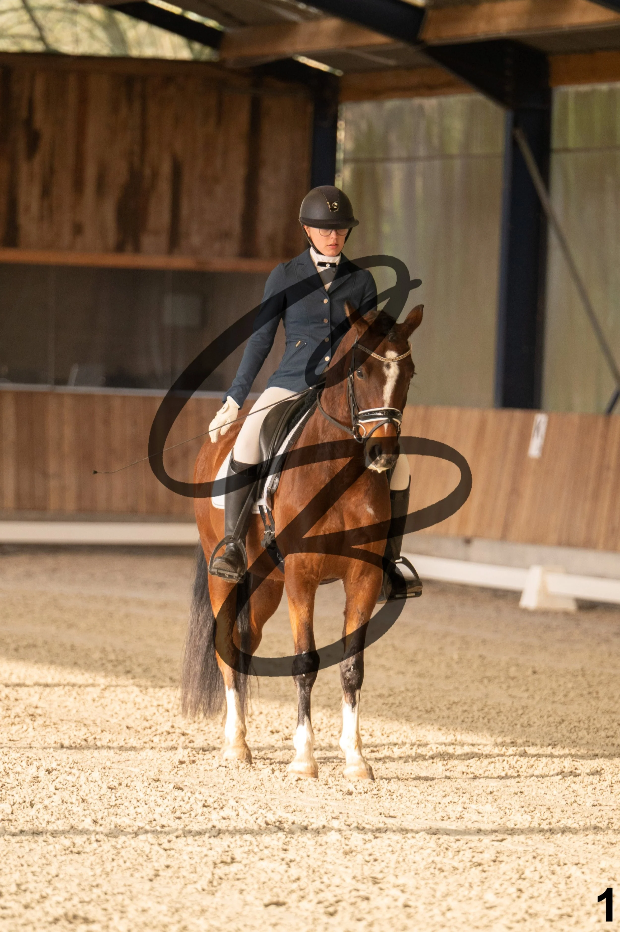 2026.03.22 - jeunes chevaux - poneys - 5ans-1.jpg