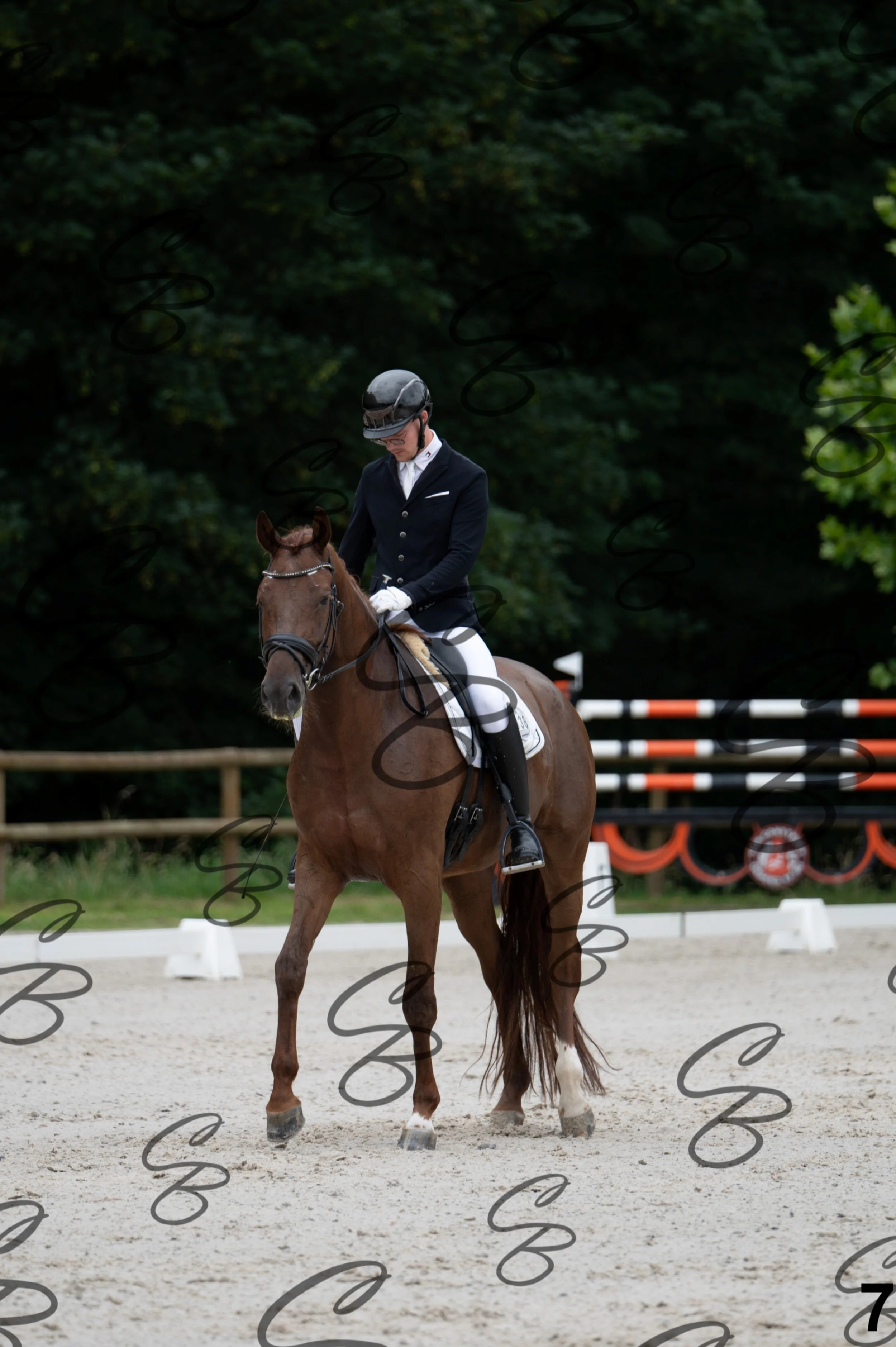 2026.07.04 - 1 Robin robert-7.jpg