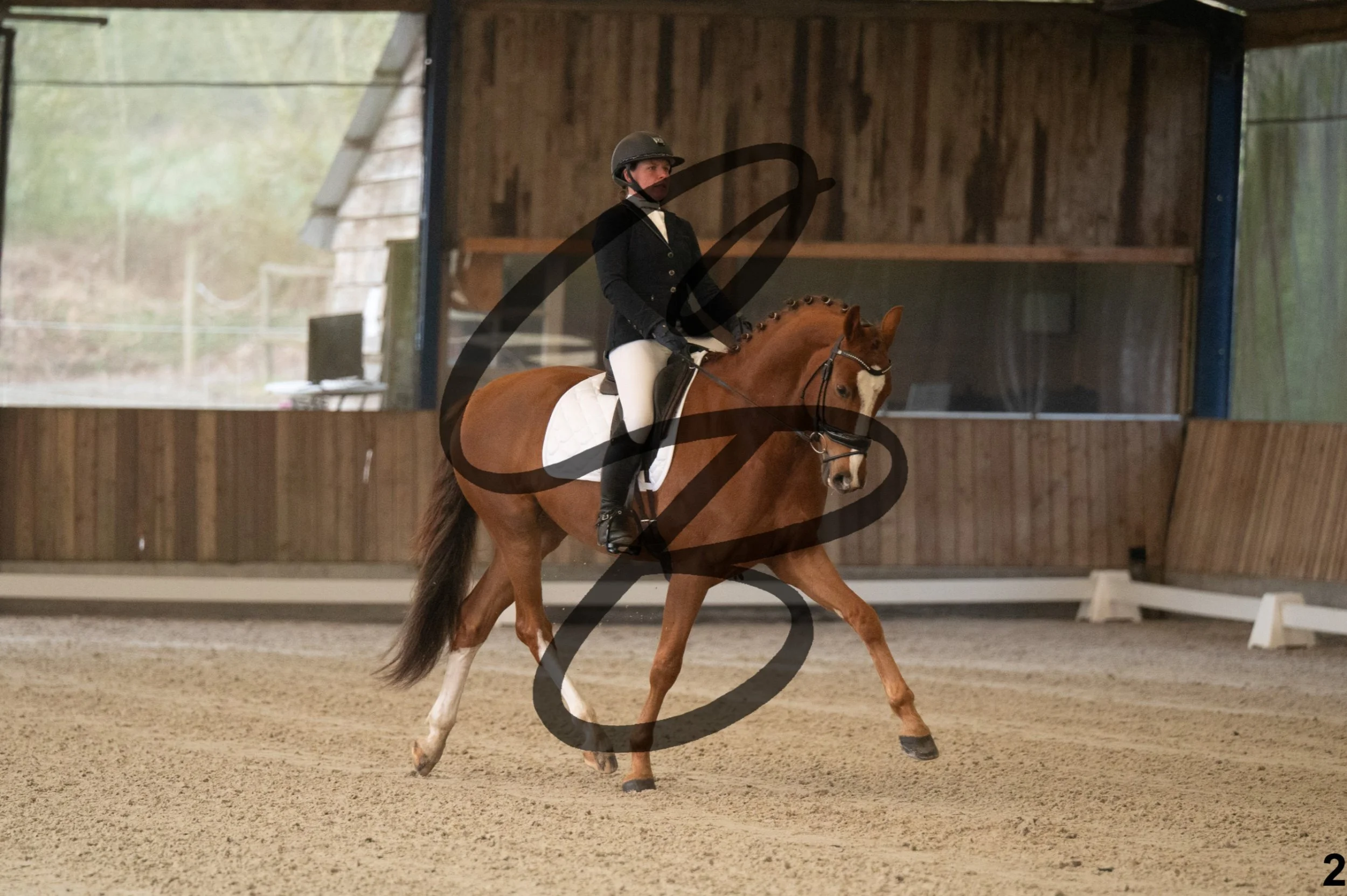 2026.03.22 - jeunes chevaux - 5ans-2.jpg