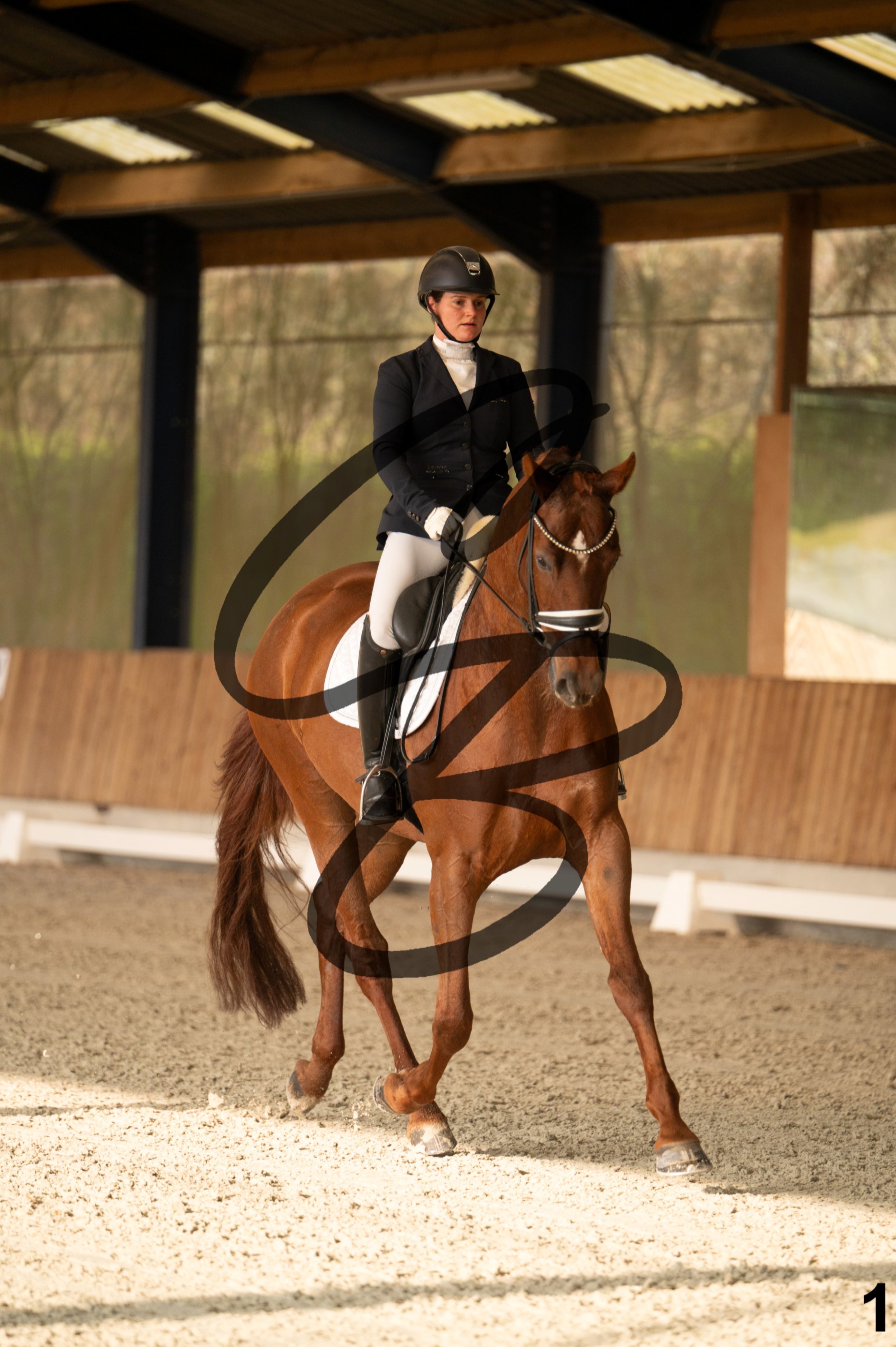 2026.03.22 - jeunes chevaux - 6ans-1.jpg