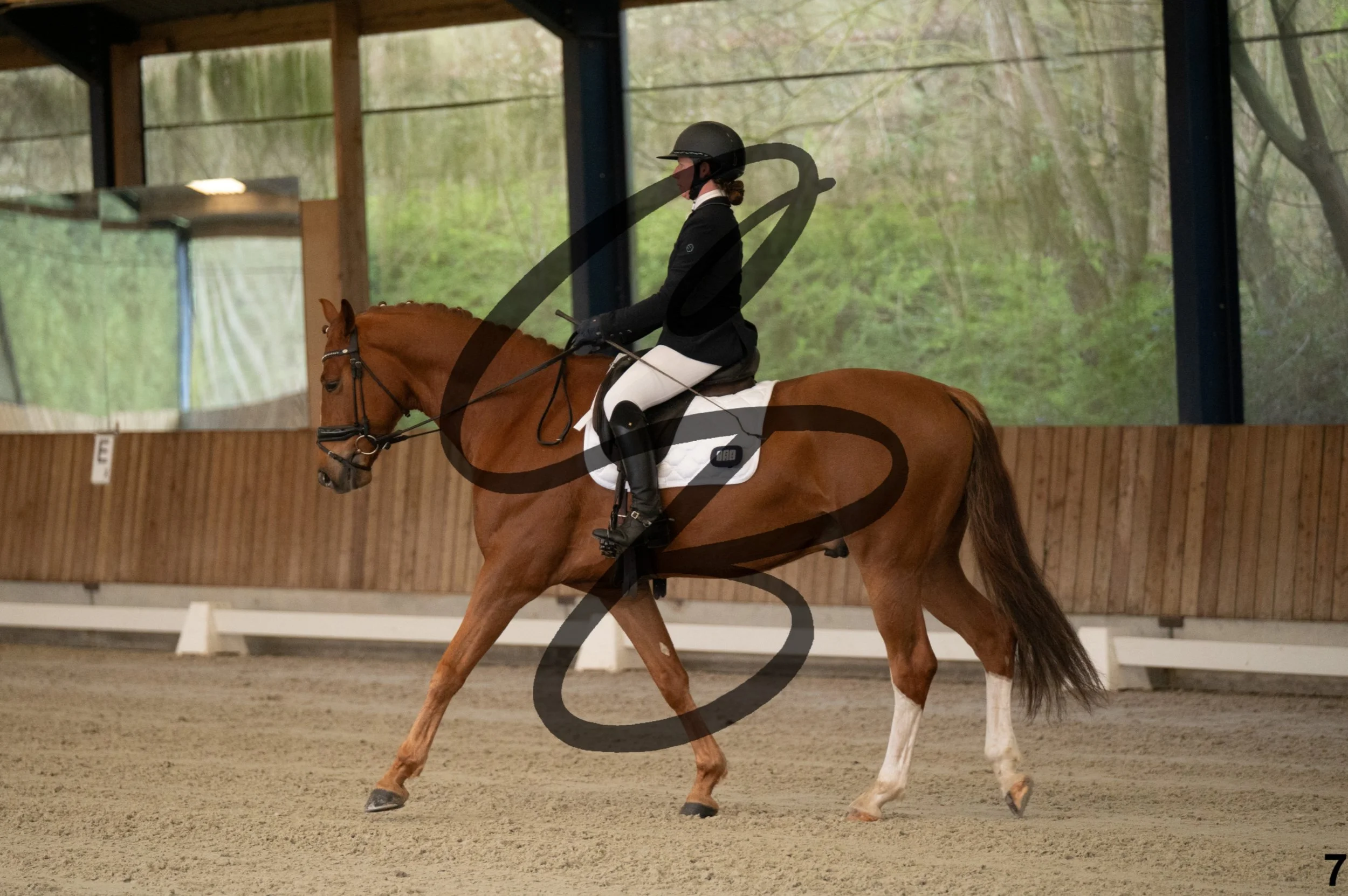 2026.03.22 - jeunes chevaux - 5ans-7.jpg