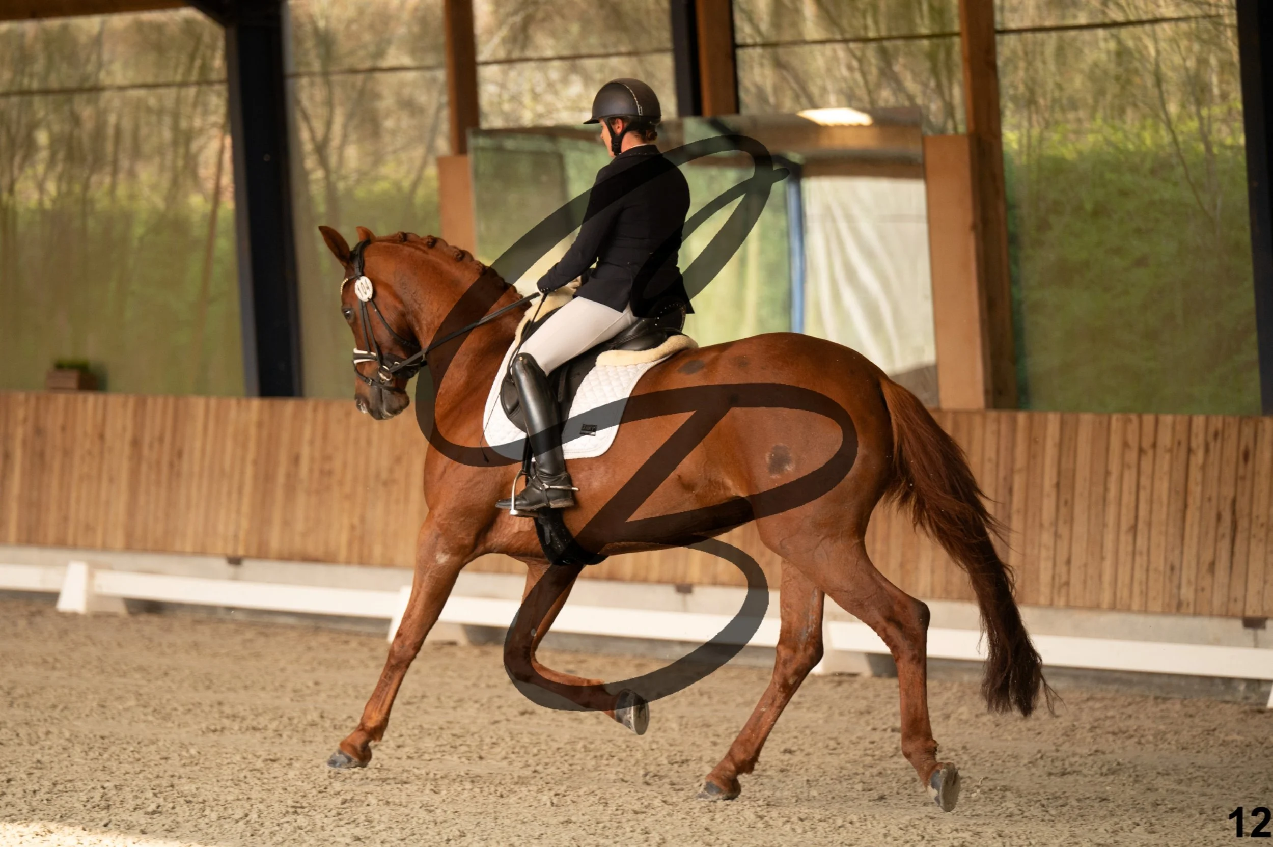 2026.03.22 - jeunes chevaux - 6ans-12.jpg