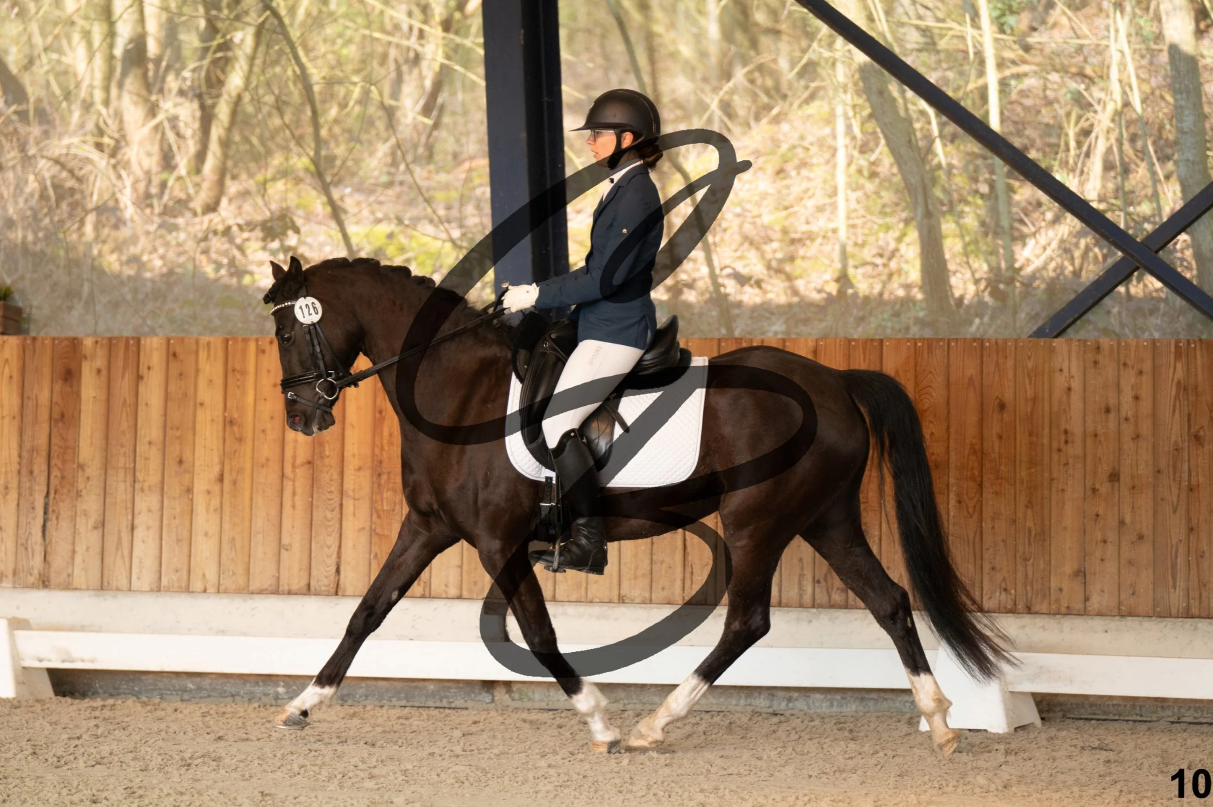 2026.03.22 - jeunes chevaux - 5ans - poneys-10.jpg