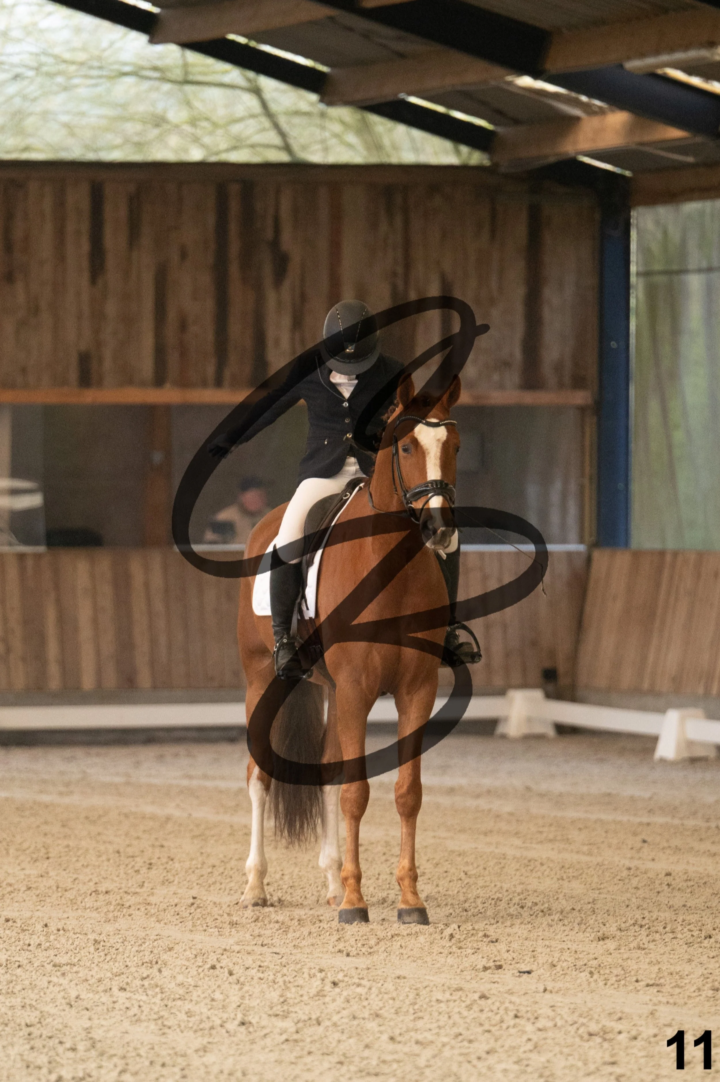 2026.03.22 - jeunes chevaux - 5ans-11.jpg