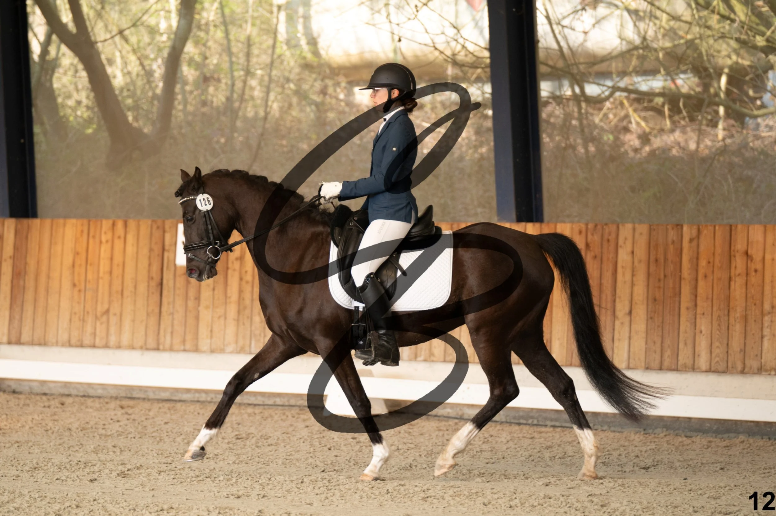 2026.03.22 - jeunes chevaux - 5ans - poneys-12.jpg