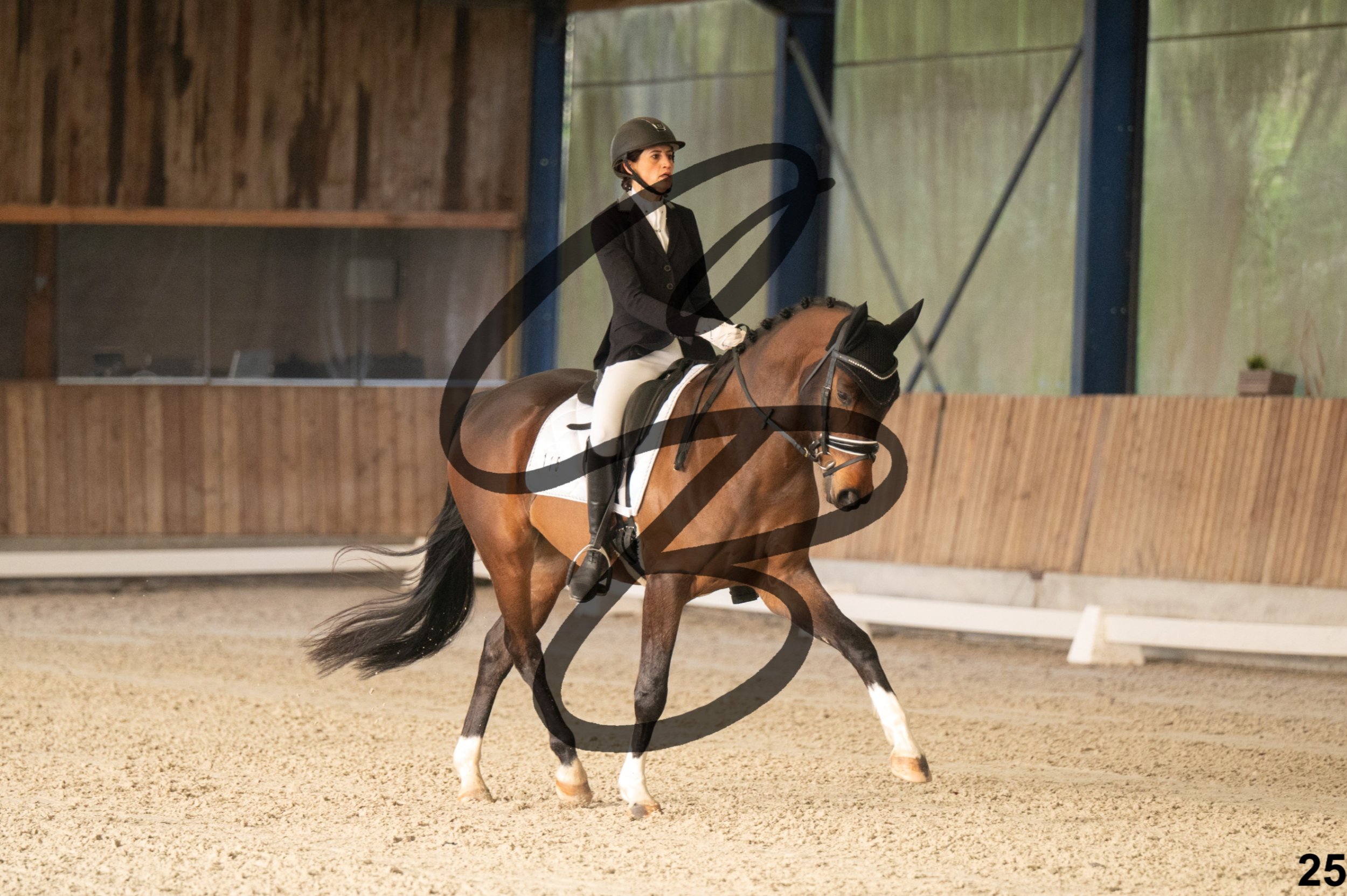 2026.03.22 - jeunes chevaux - 5ans-25.jpg