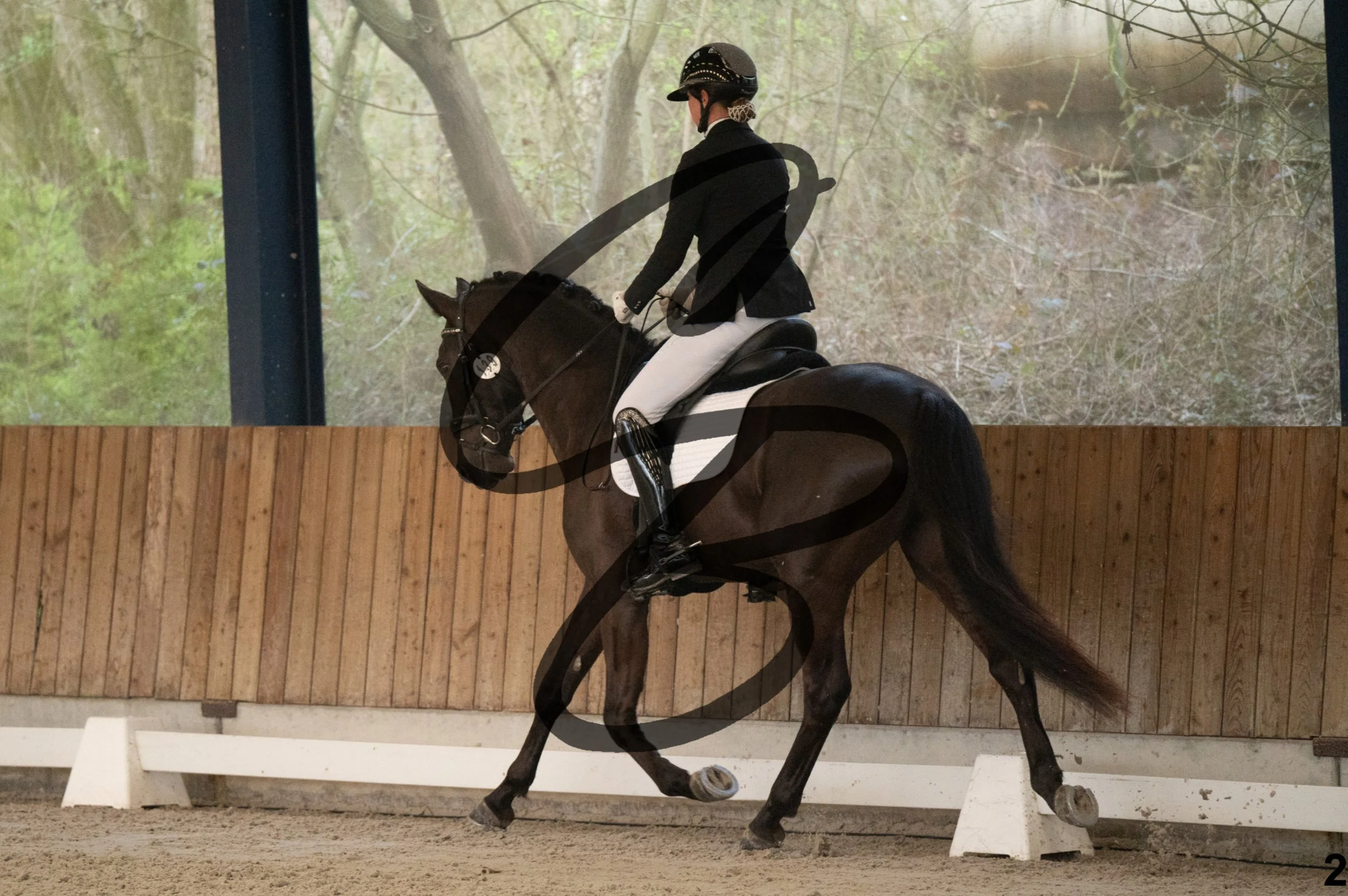 2026.03.22 - jeunes chevaux - 4 ans-2.jpg