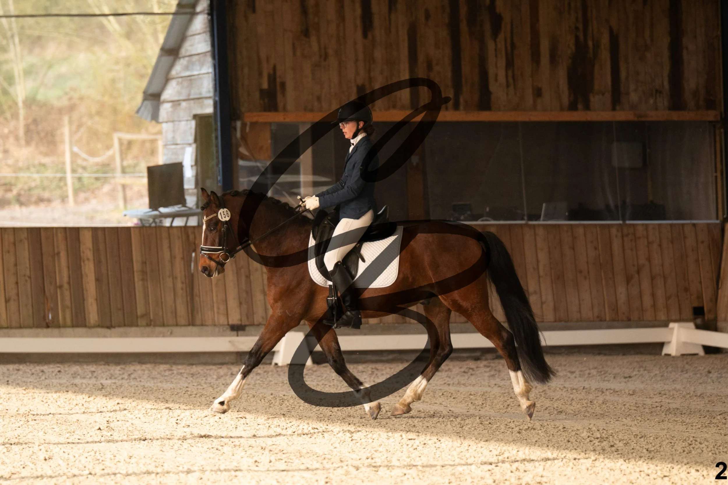 2026.03.22 - jeunes chevaux - poneys - 5ans-2.jpg