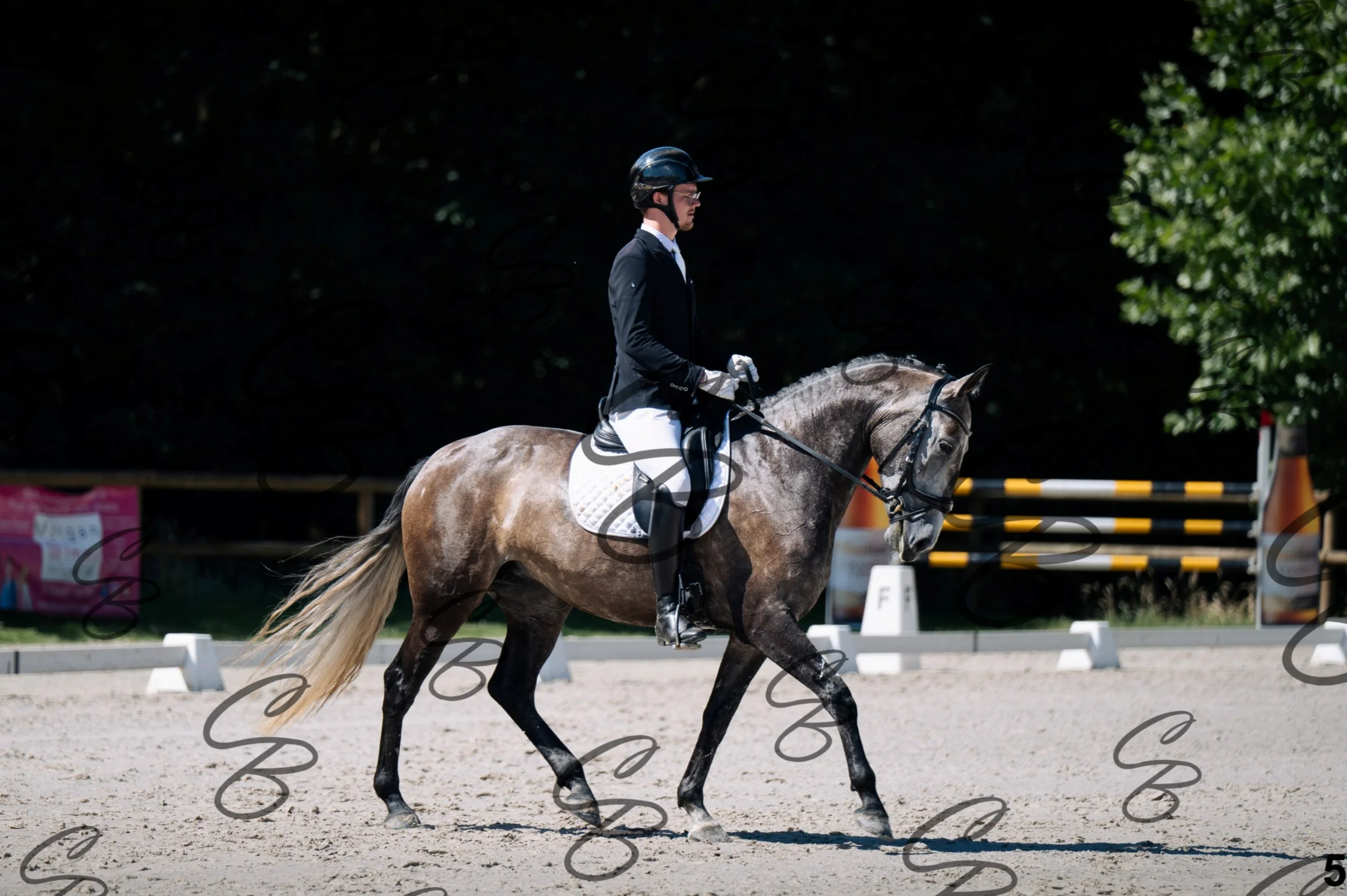 2026.07.11 - 2 Novilla - Jonge paarden - Jeunes chevaux - NOVILLA-5.jpg