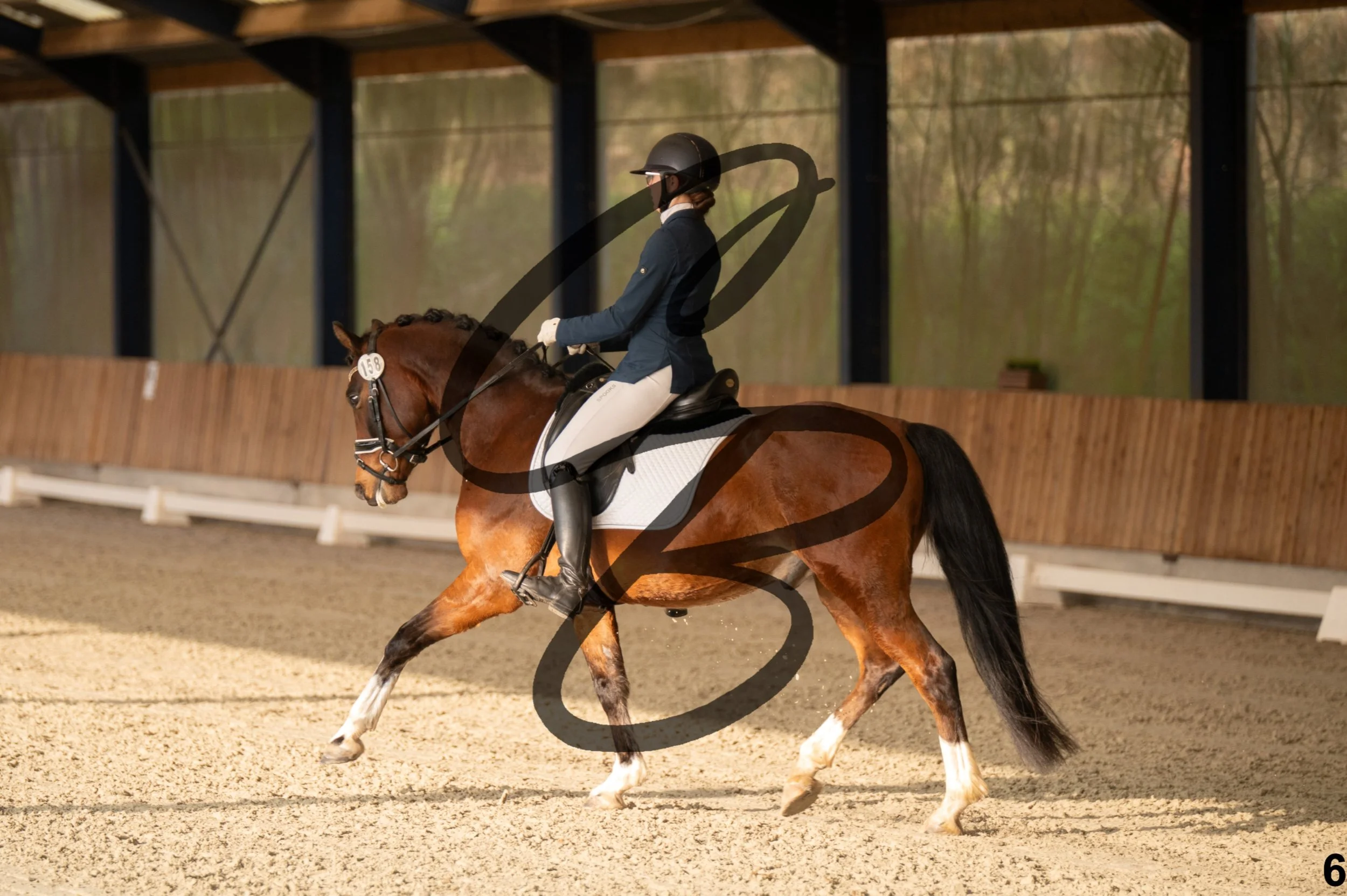 2026.03.22 - jeunes chevaux - poneys - 5ans-6.jpg