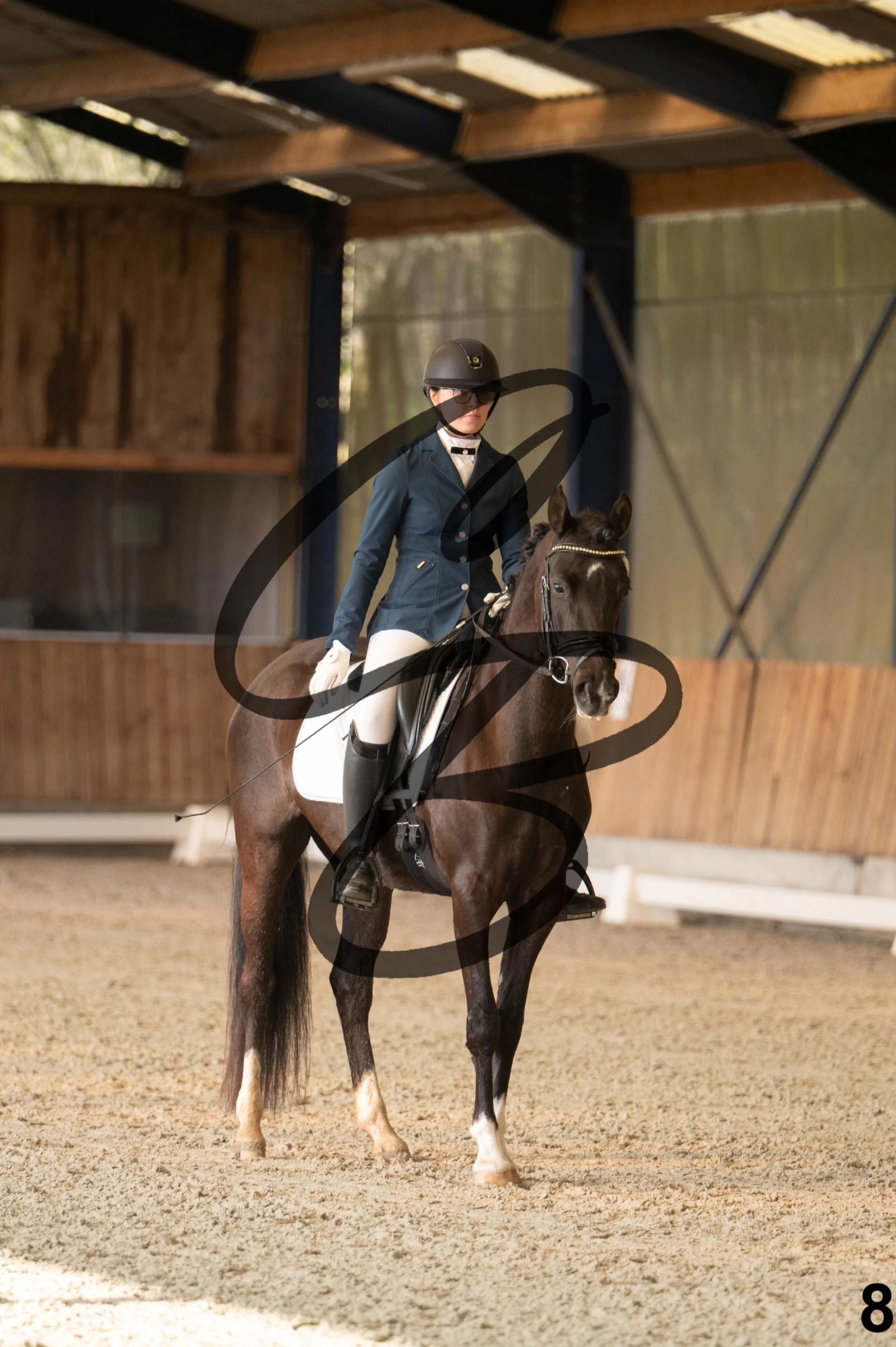 2026.03.22 - jeunes chevaux - 5ans - poneys-8.jpg