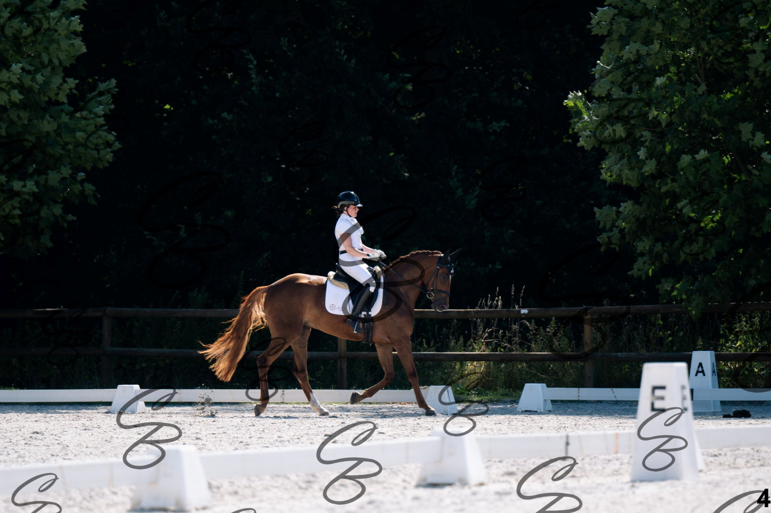 2026.07.12 - Jeunes chevaux - FEI 5YH Preliminary Test-4.jpg