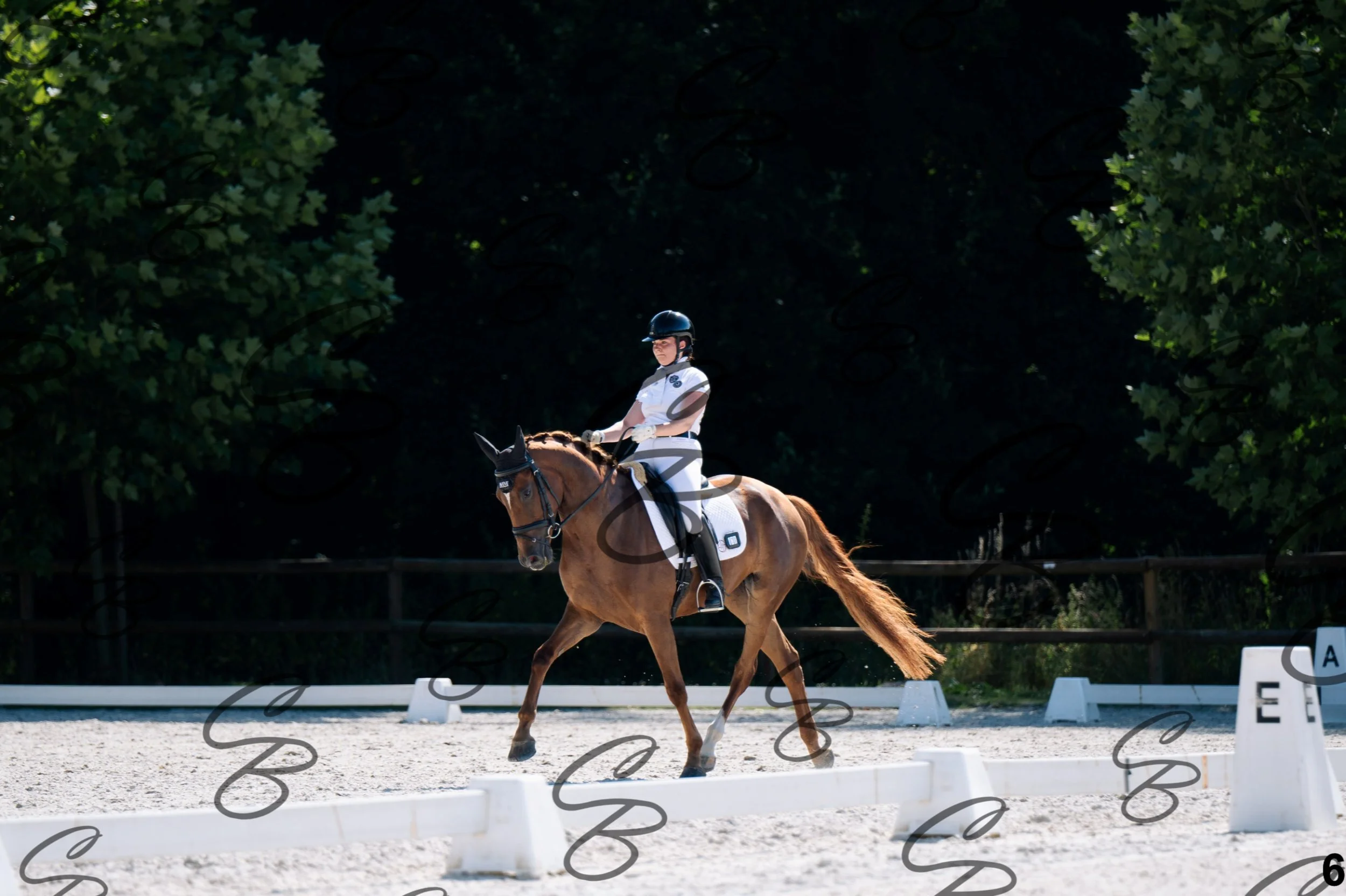 2026.07.12 - Jeunes chevaux - FEI 5YH Preliminary Test-6.jpg