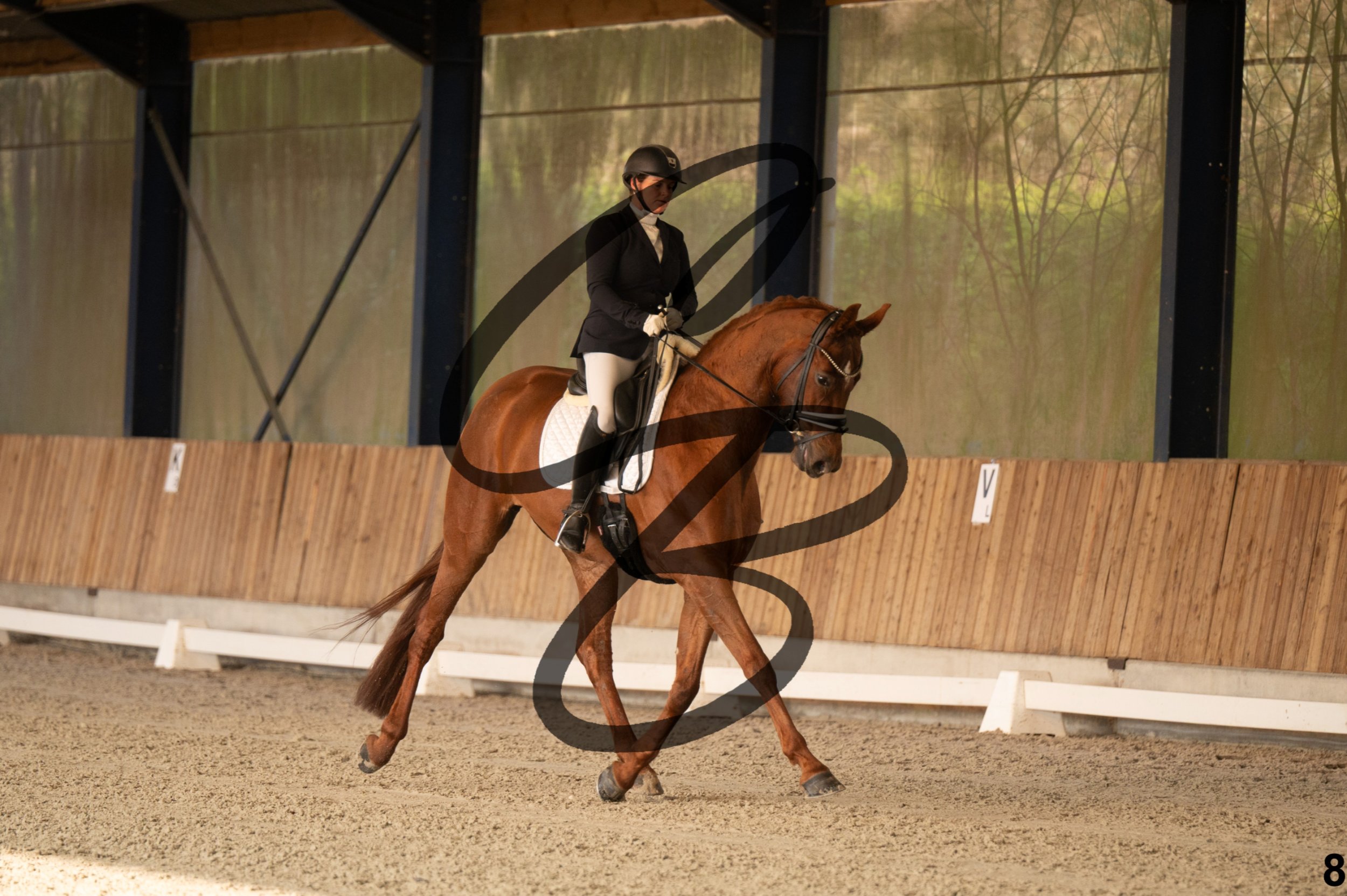 2026.03.22 - jeunes chevaux - 6ans-8.jpg