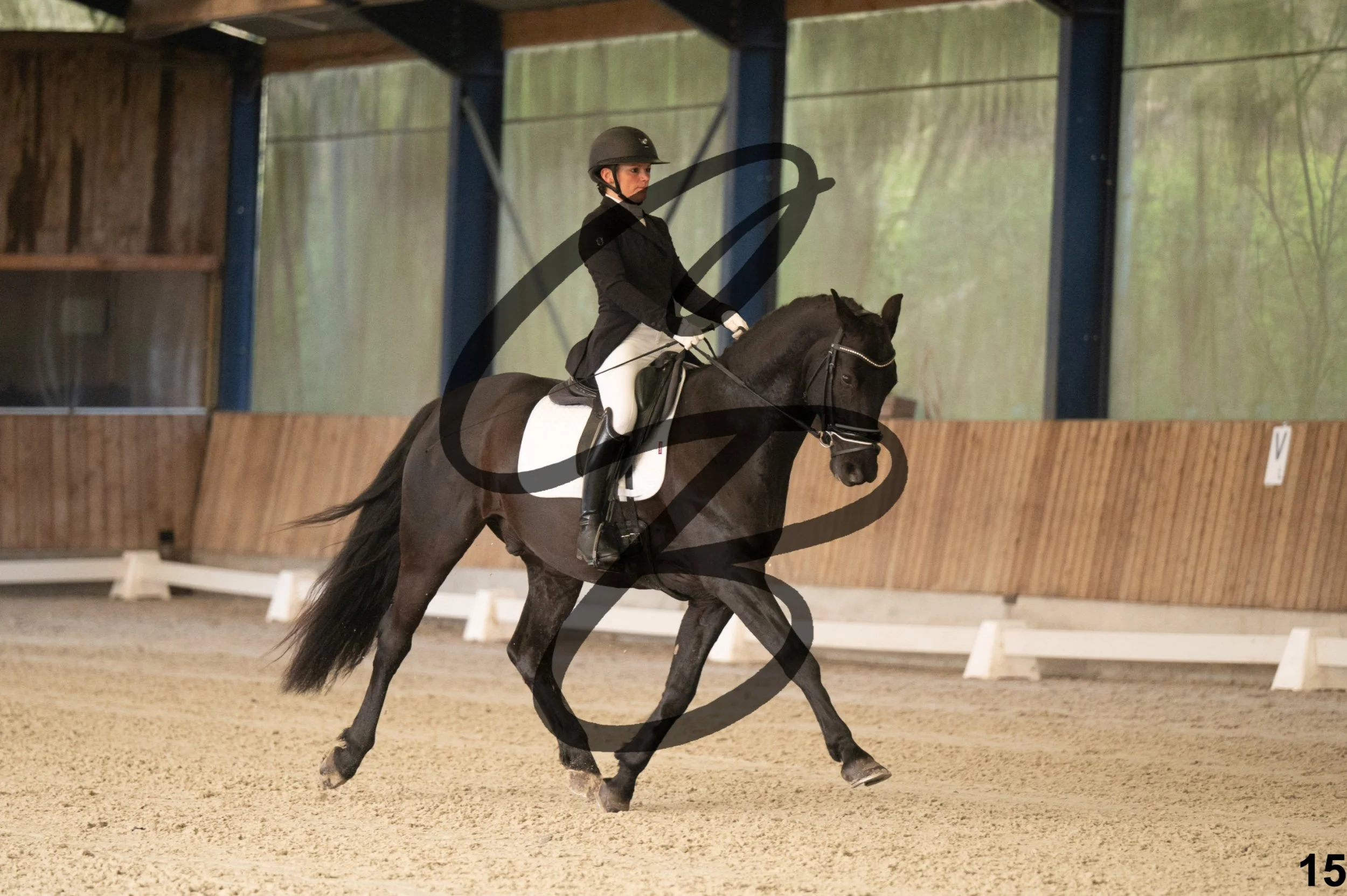 2026.03.22 - jeunes chevaux - 5ans-15.jpg