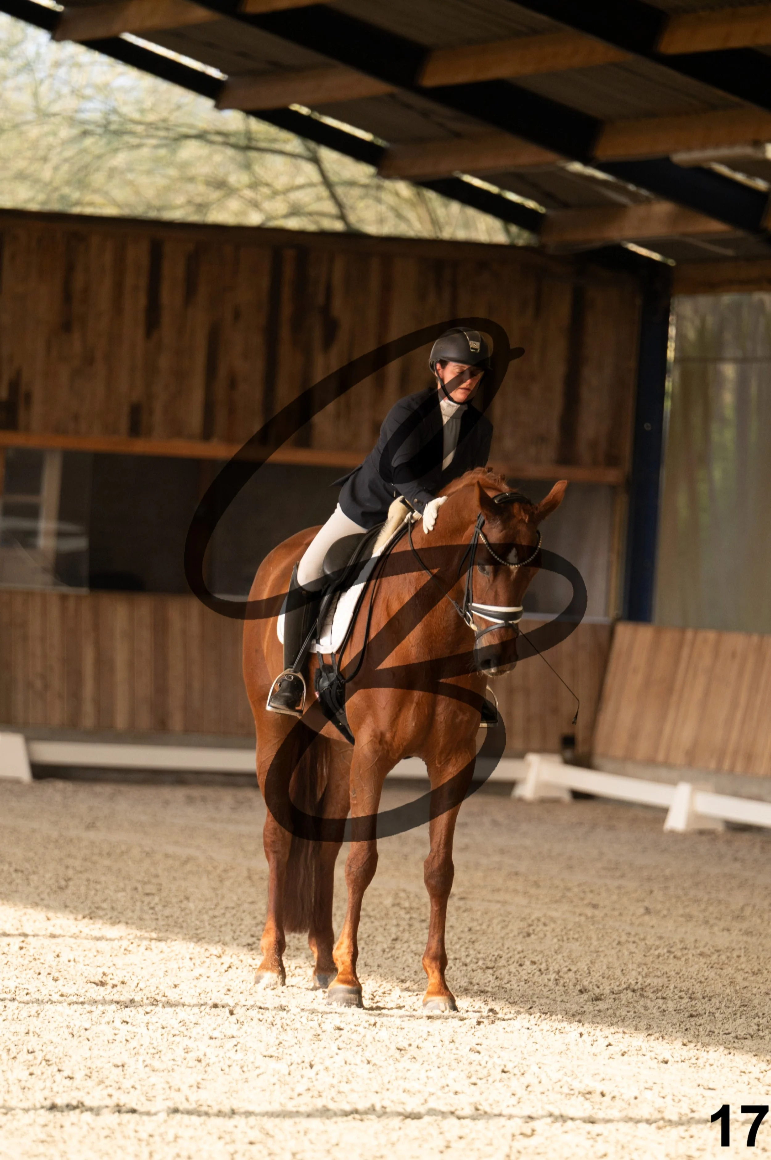 2026.03.22 - jeunes chevaux - 6ans-17.jpg