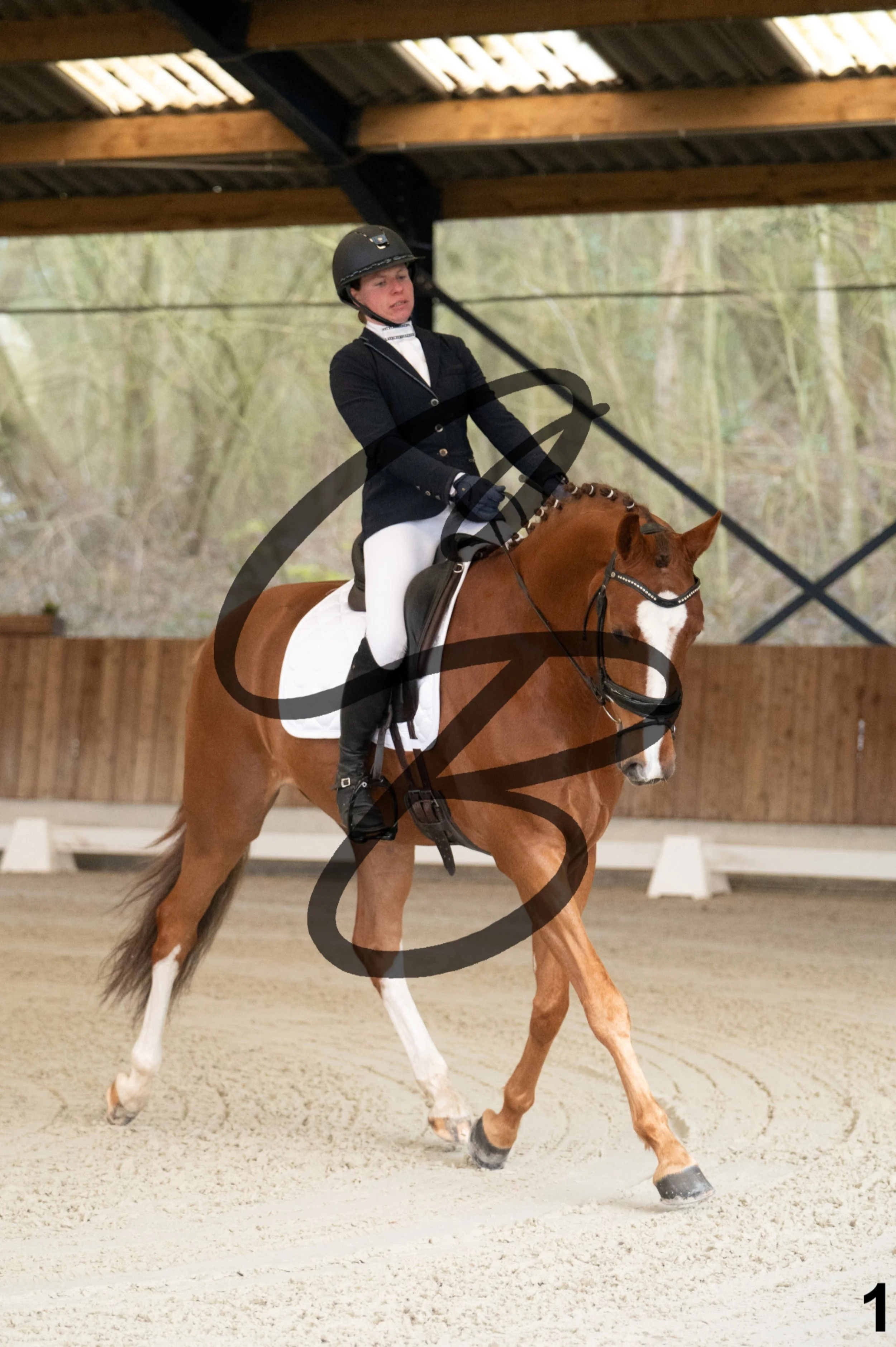 2026.03.22 - jeunes chevaux - 5ans-1.jpg