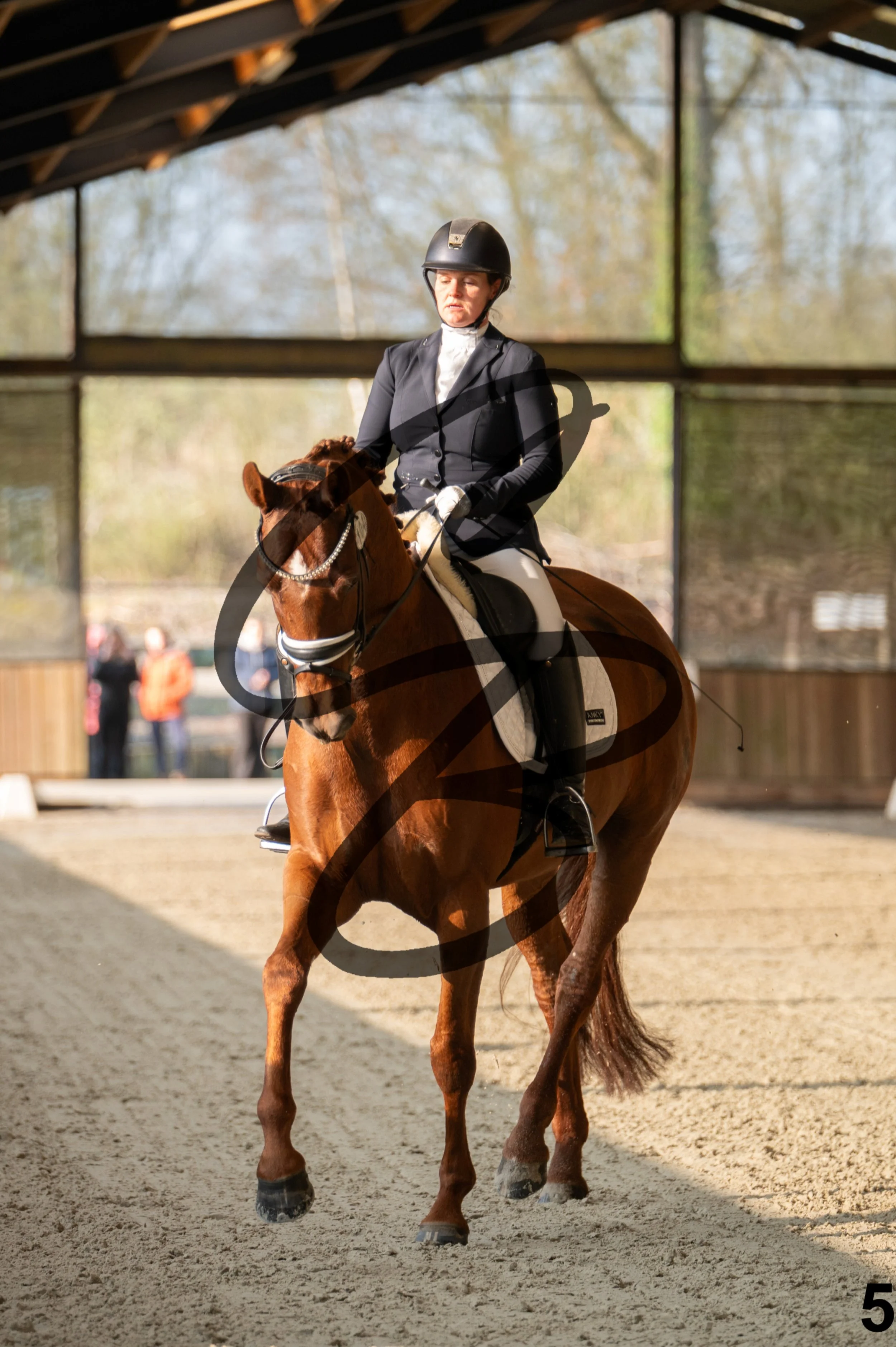 2026.03.22 - jeunes chevaux - 6ans-5.jpg