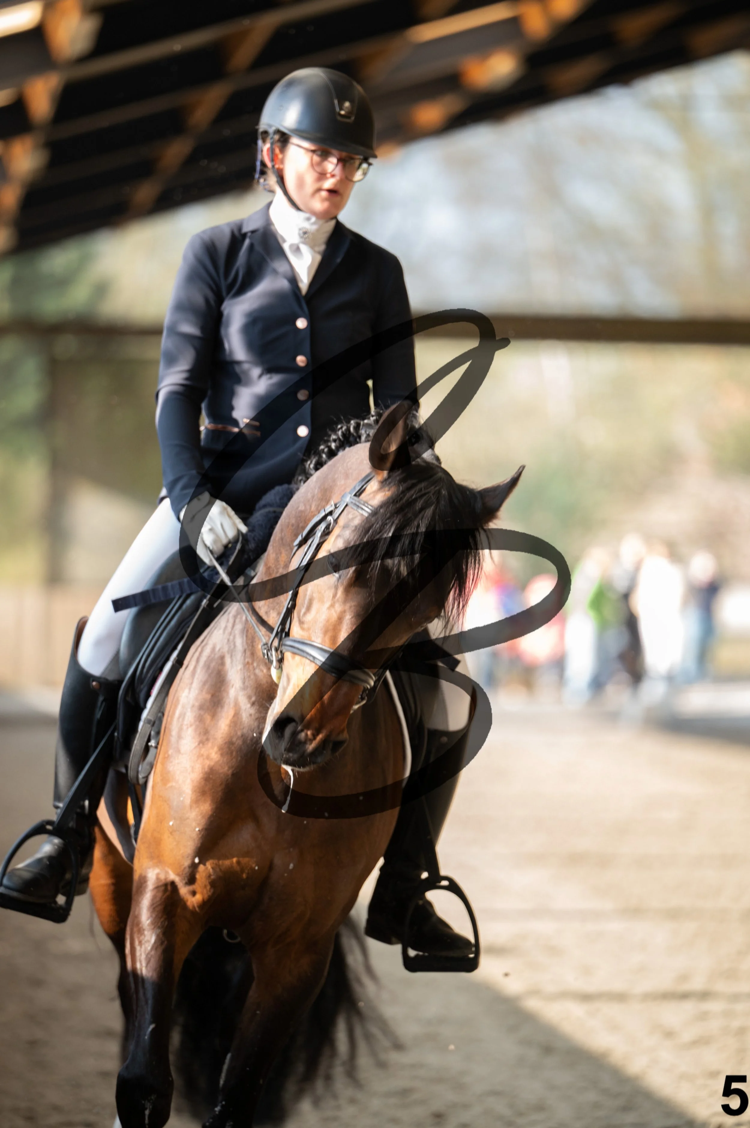 2026.03.22 - jeunes chevaux - 4ans - poneys-5.jpg