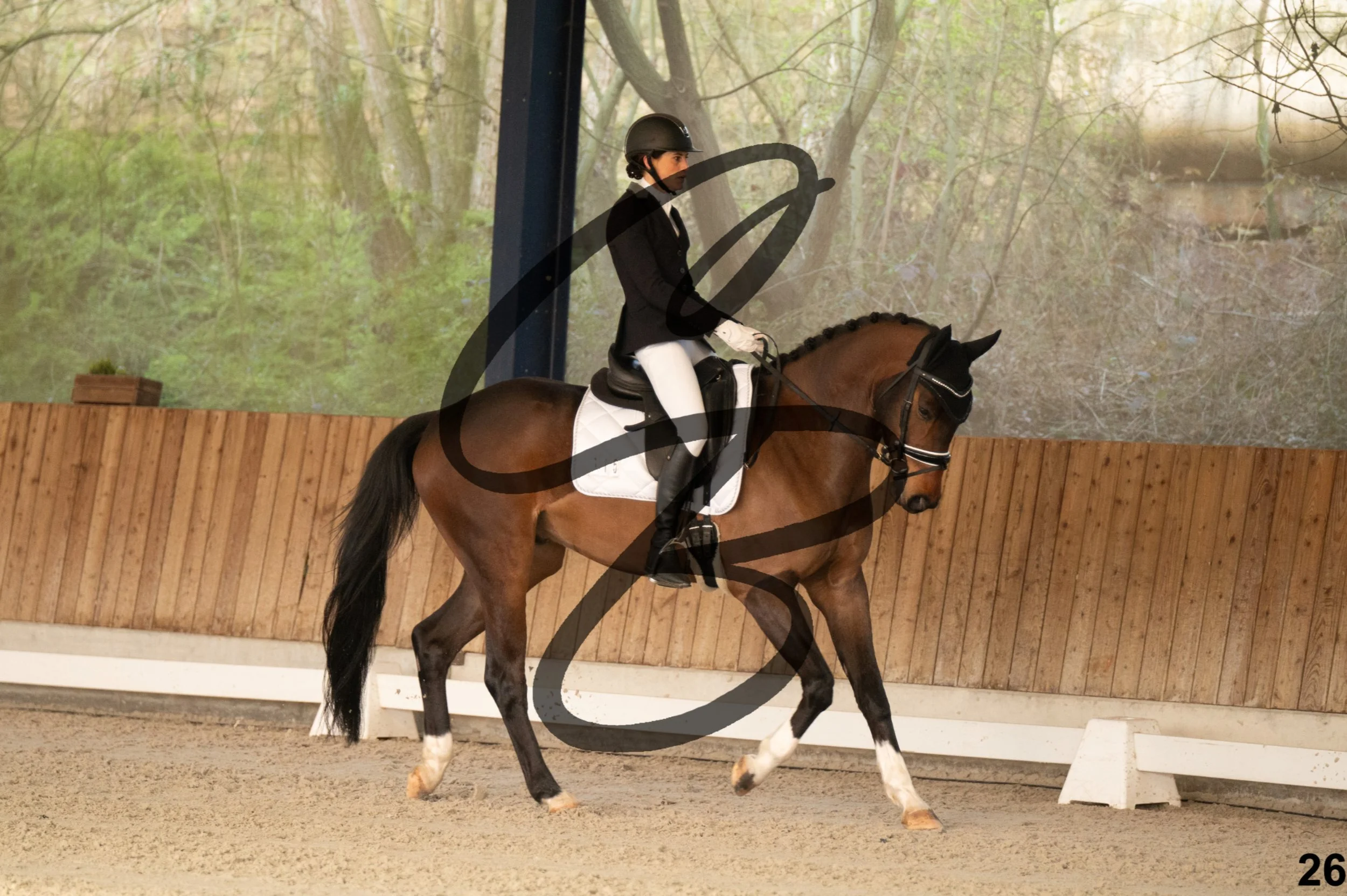 2026.03.22 - jeunes chevaux - 5ans-26.jpg