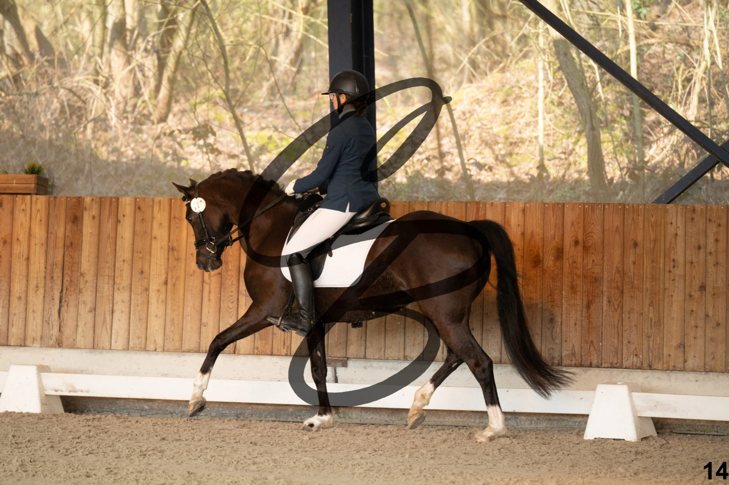 2026.03.22 - jeunes chevaux - 5ans - poneys-14.jpg