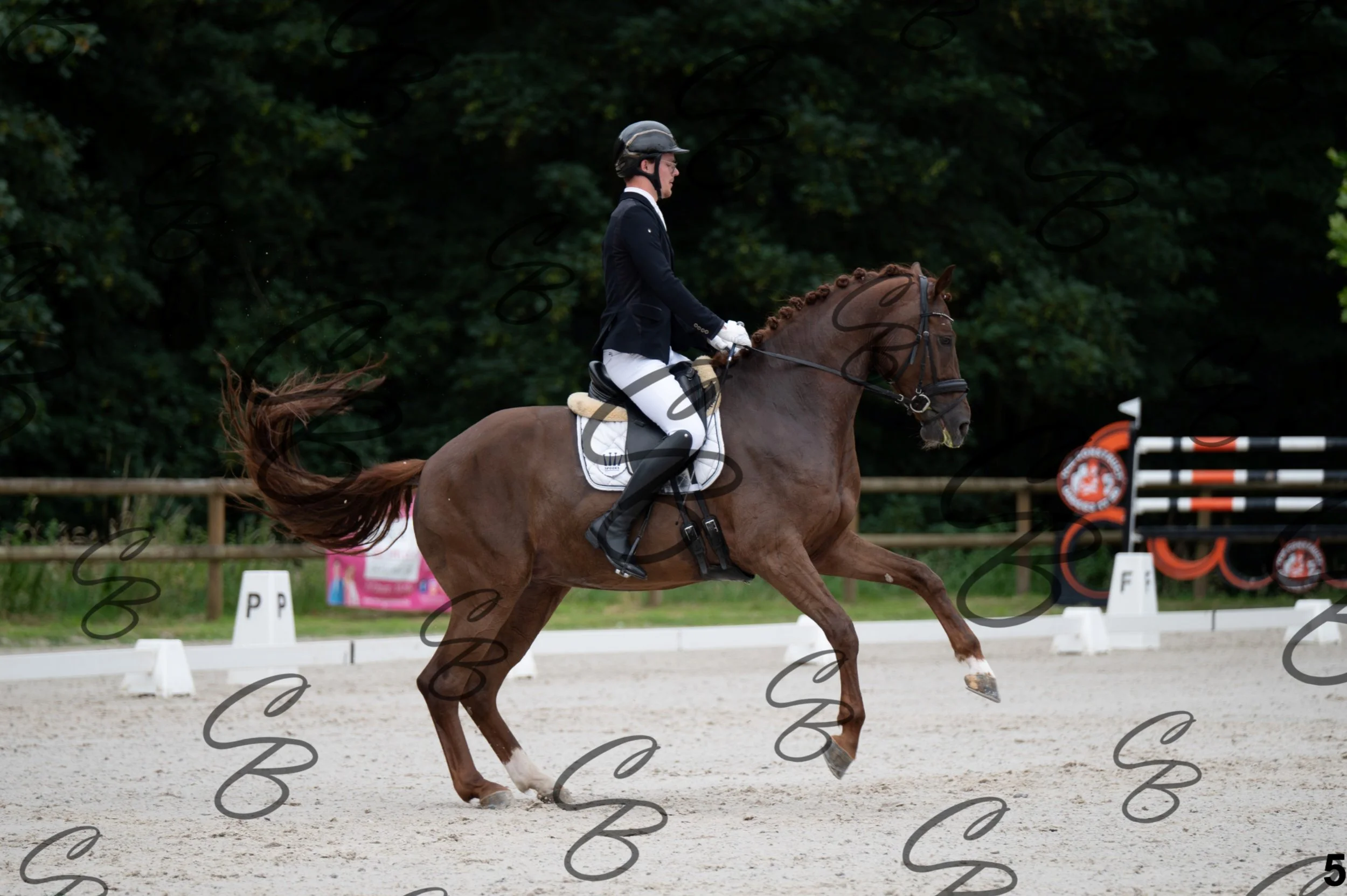 2026.07.04 - 1 Robin robert-5.jpg