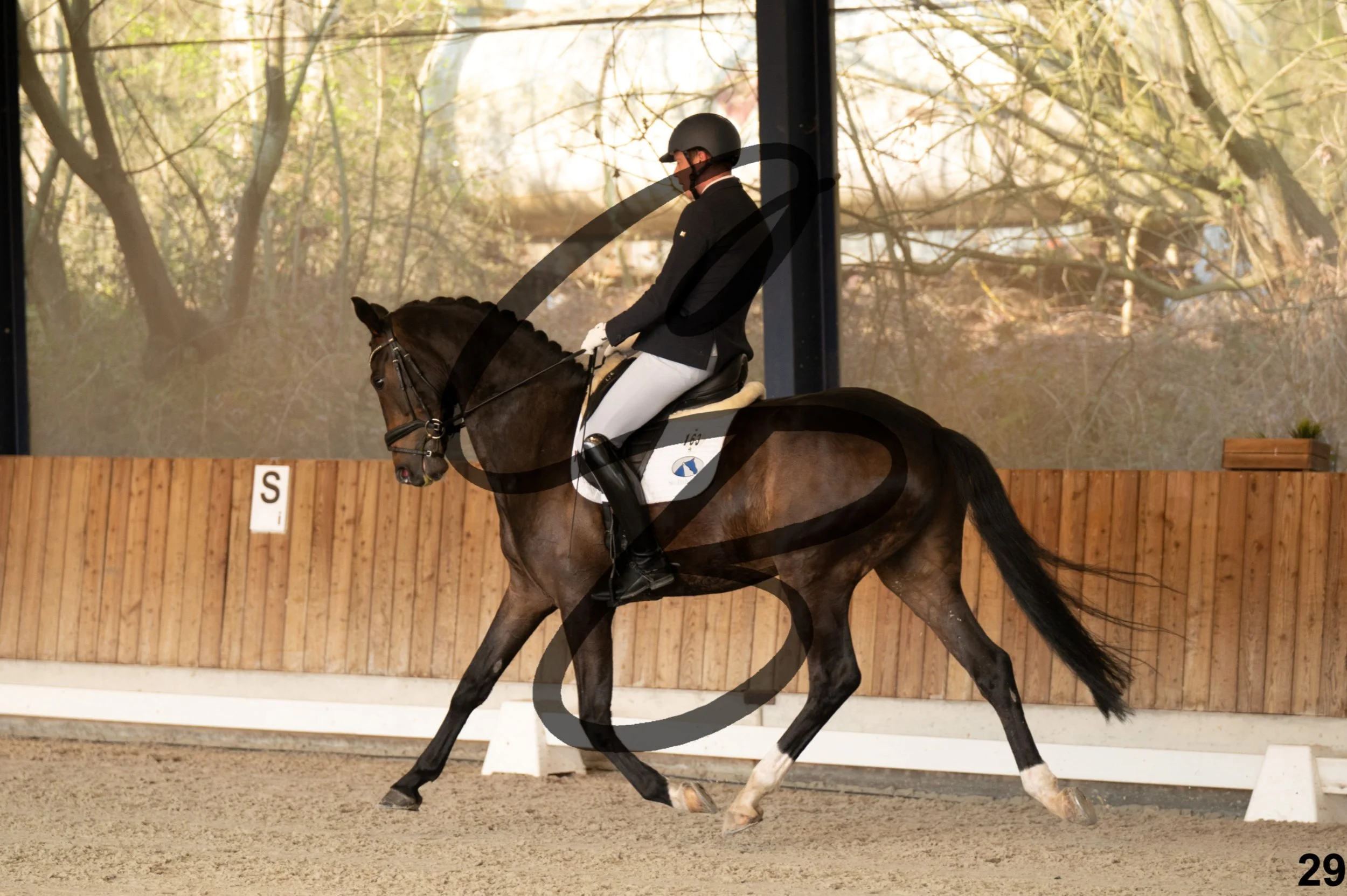 2026.03.22 - jeunes chevaux - 6ans-29.jpg